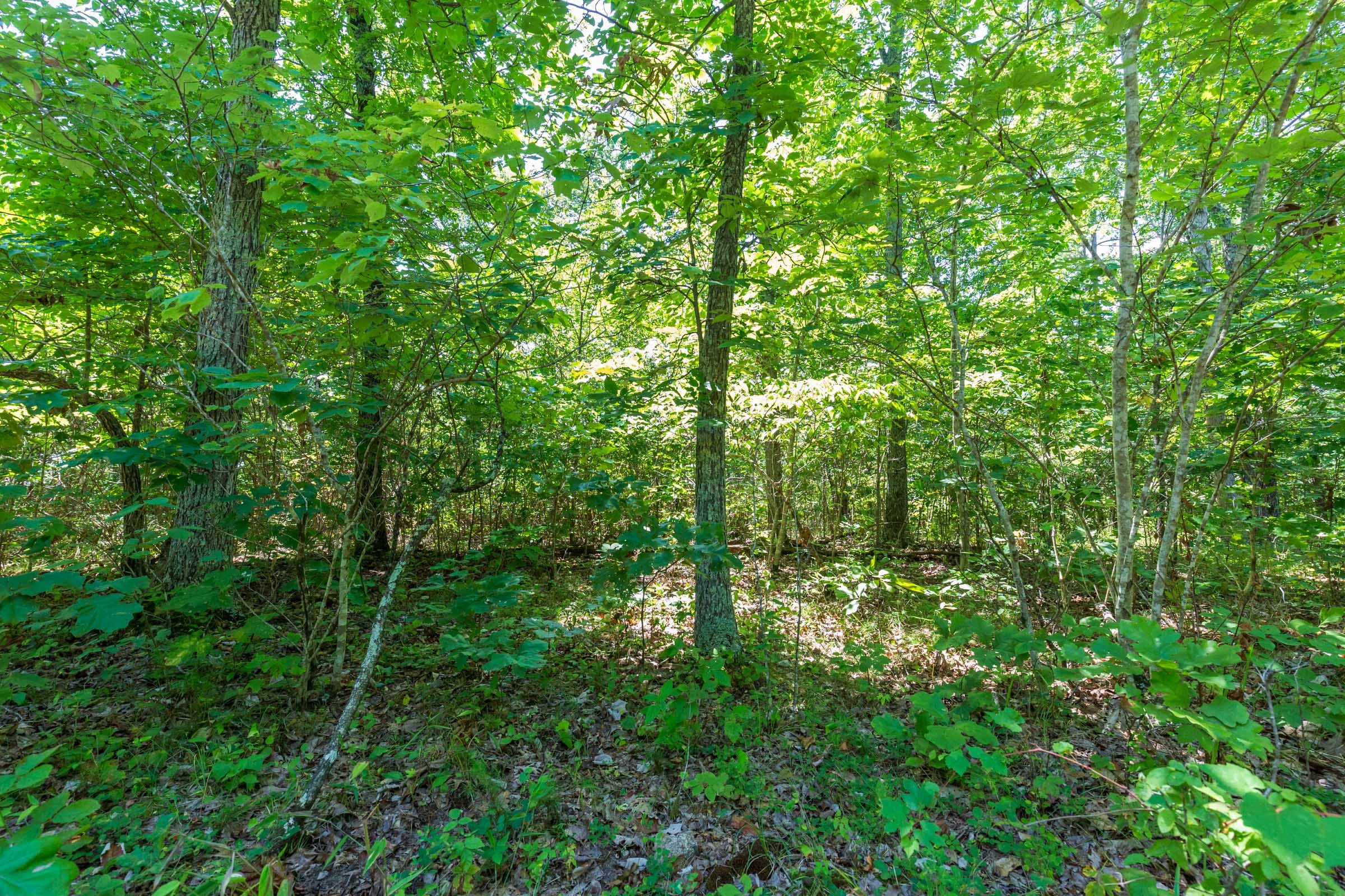 Cypress Ridge Tract 10 photo 11