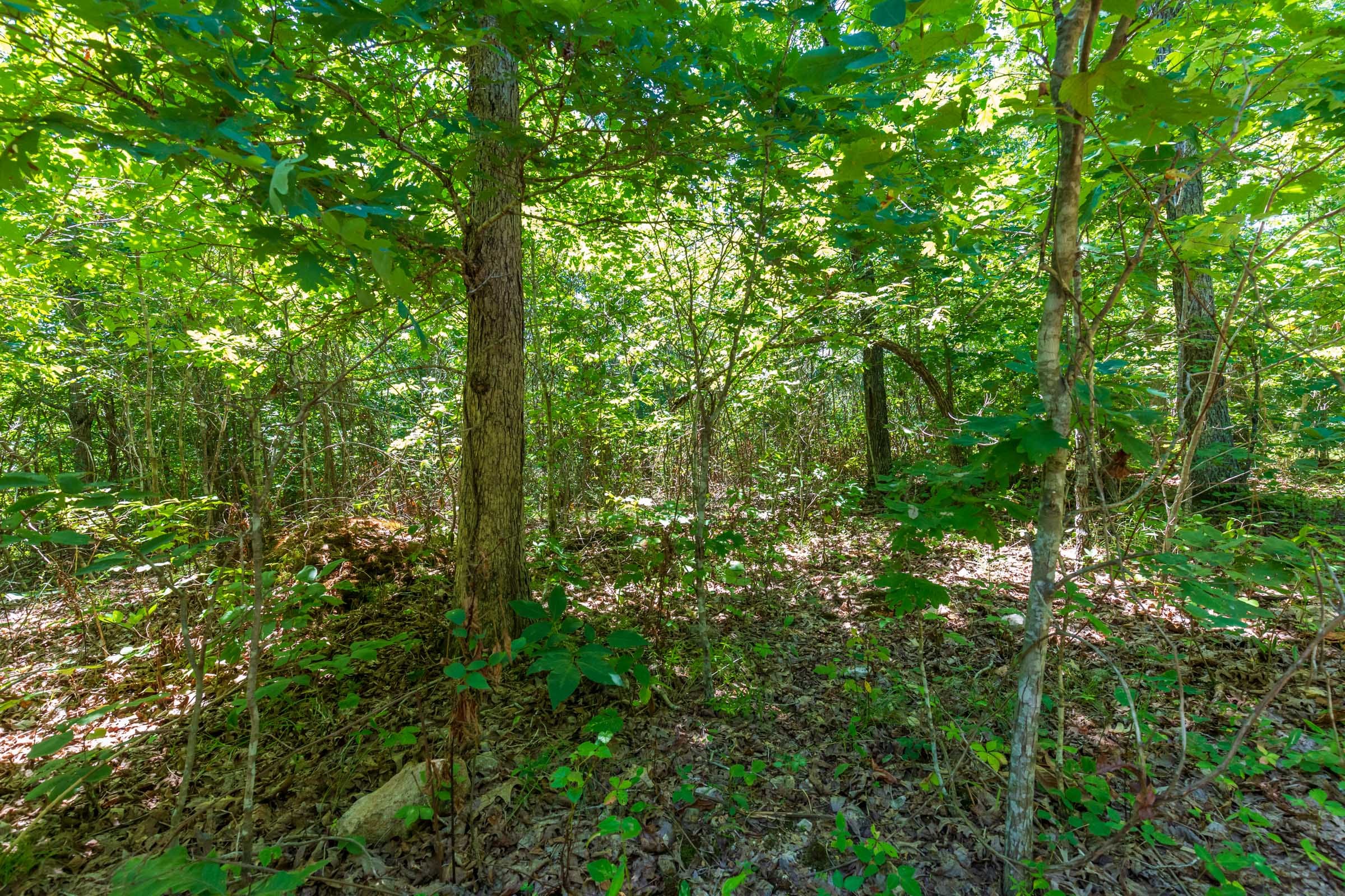 Cypress Ridge Tract 10 photo 9