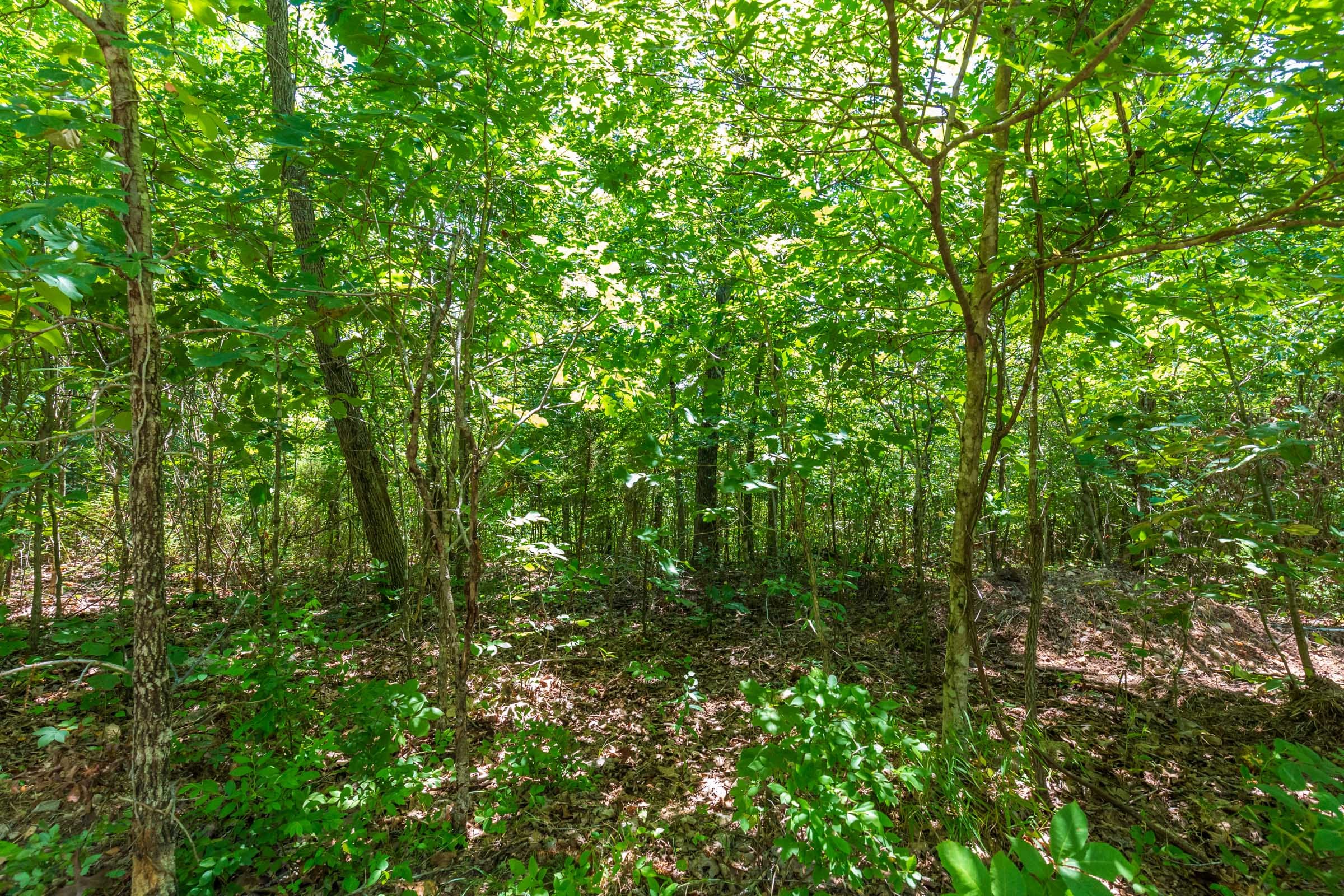 Cypress Ridge Tract 10 photo 10