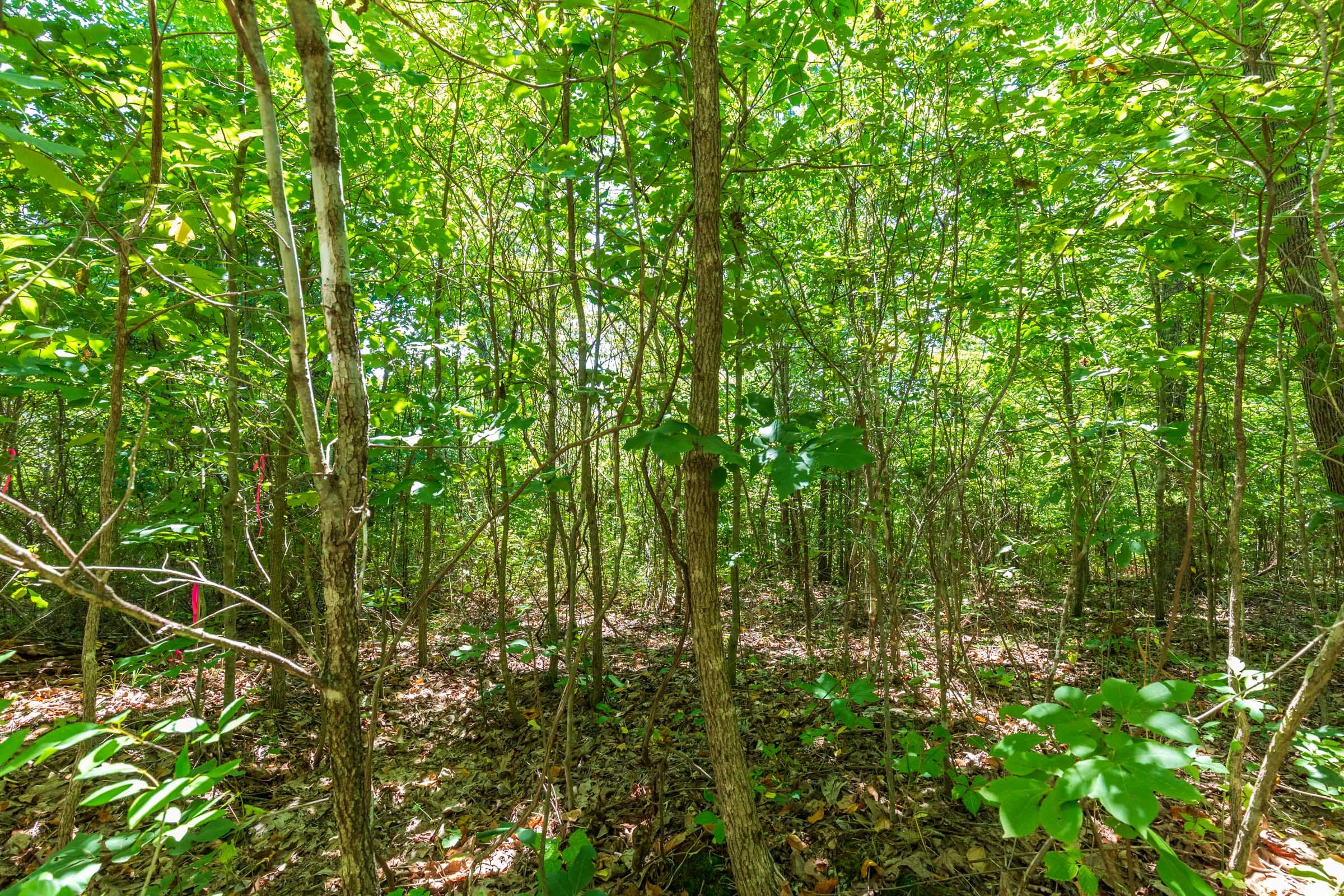 Cypress Ridge Tract 10 photo 12