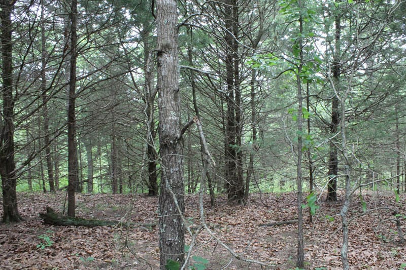 Cedar Ridge Ranch Tract 21 photo 2
