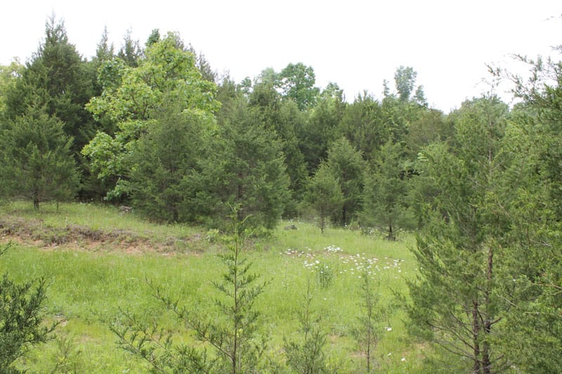 Cedar Ridge Ranch Tract 21 photo 3