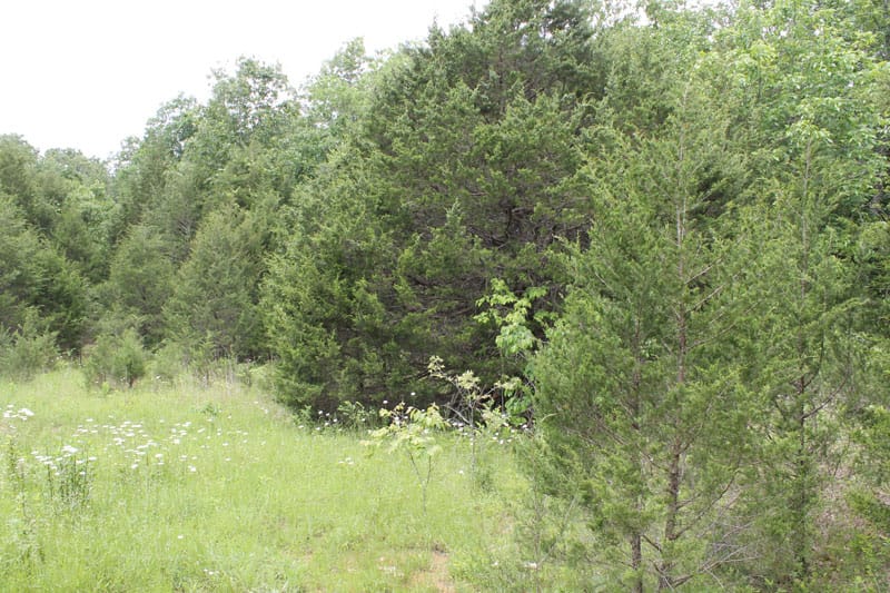 Cedar Ridge Ranch Tract 21 photo 4