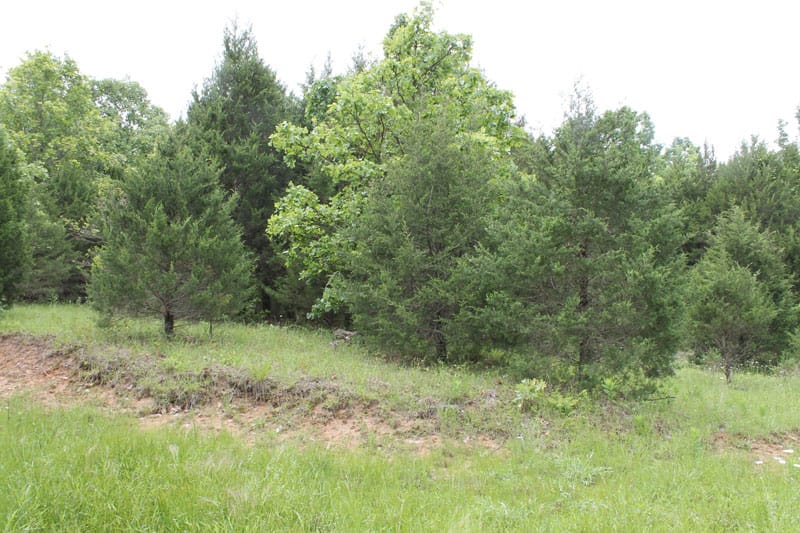 Cedar Ridge Ranch Tract 21 photo 6