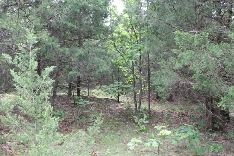 Cedar Ridge Ranch Tract 21 photo 7