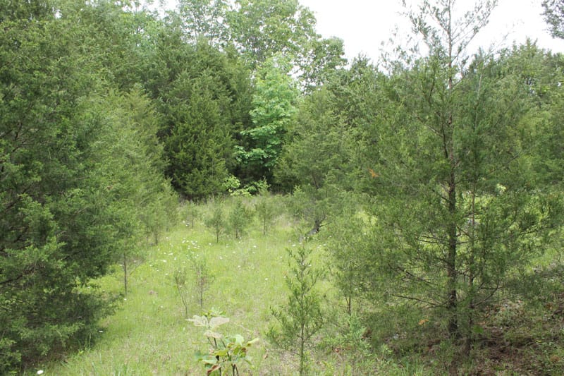 Cedar Ridge Ranch Tract 21 photo 9