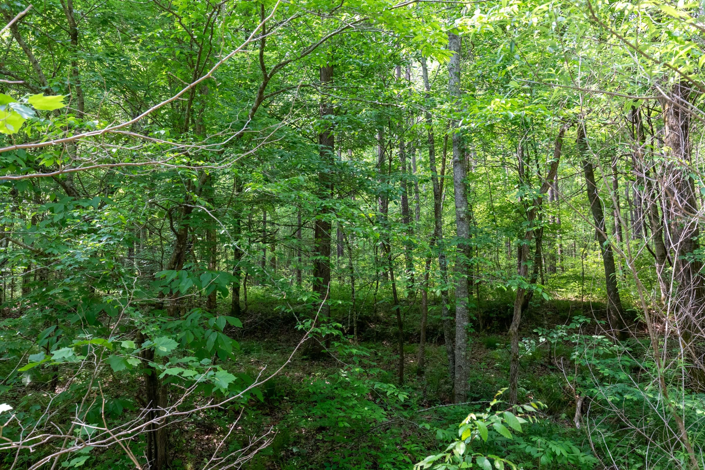 Cedar Creek Tract 17 photo 2