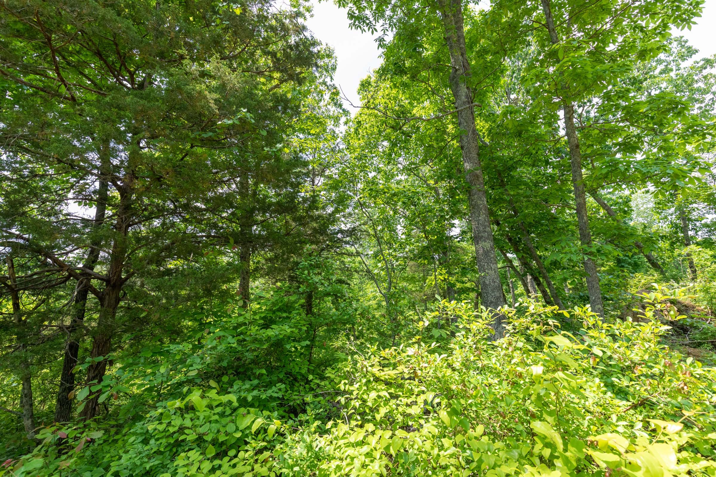 Cedar Creek Tract 17 photo 3