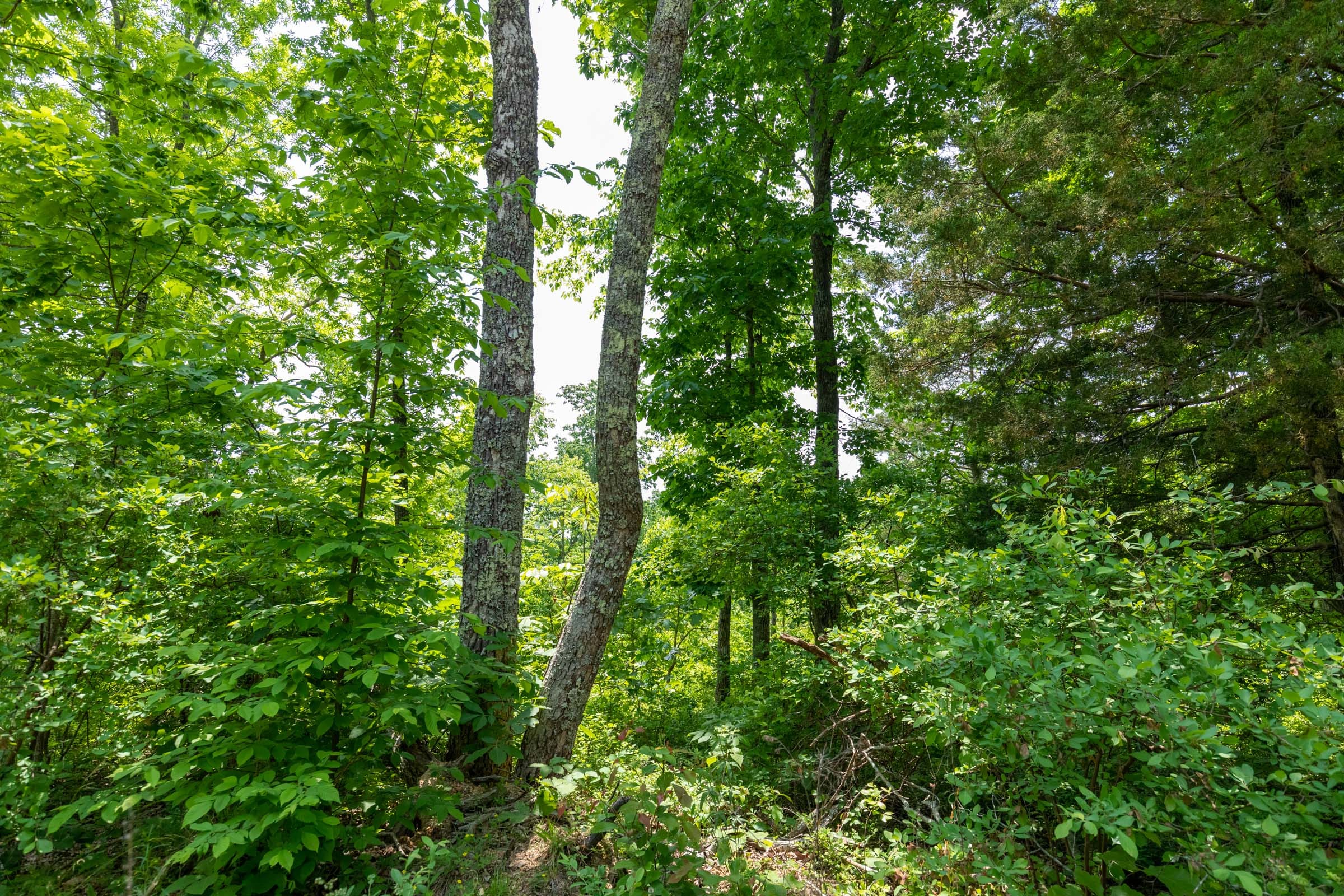 Cedar Creek Tract 17 photo 4