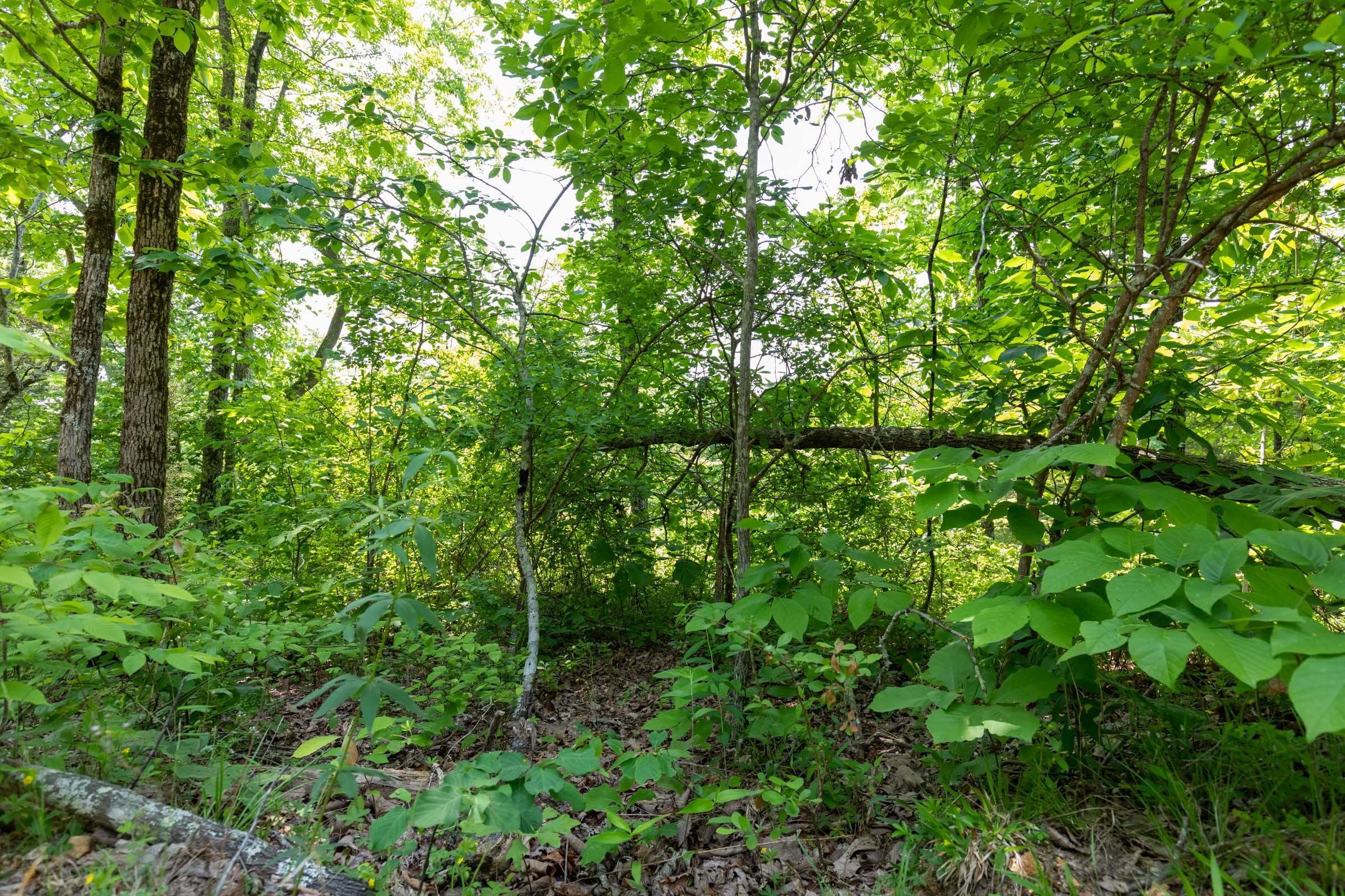 Cedar Creek Tract 17 photo 5