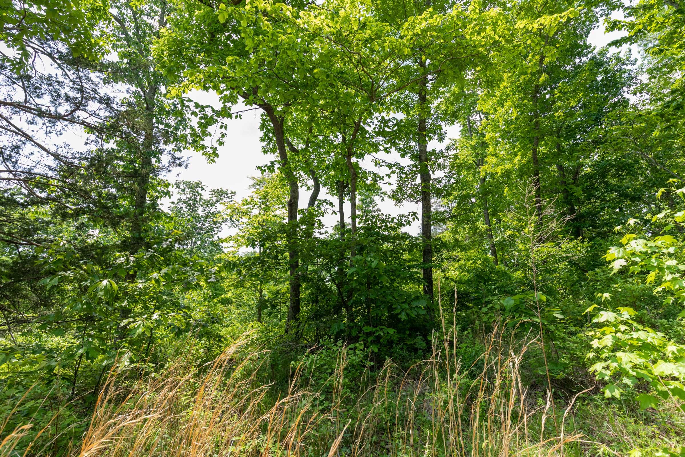 Cedar Creek Tract 17 photo 7