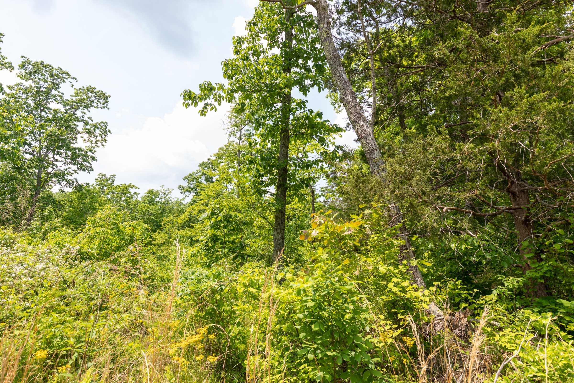 Cedar Creek Tract 17 photo 8
