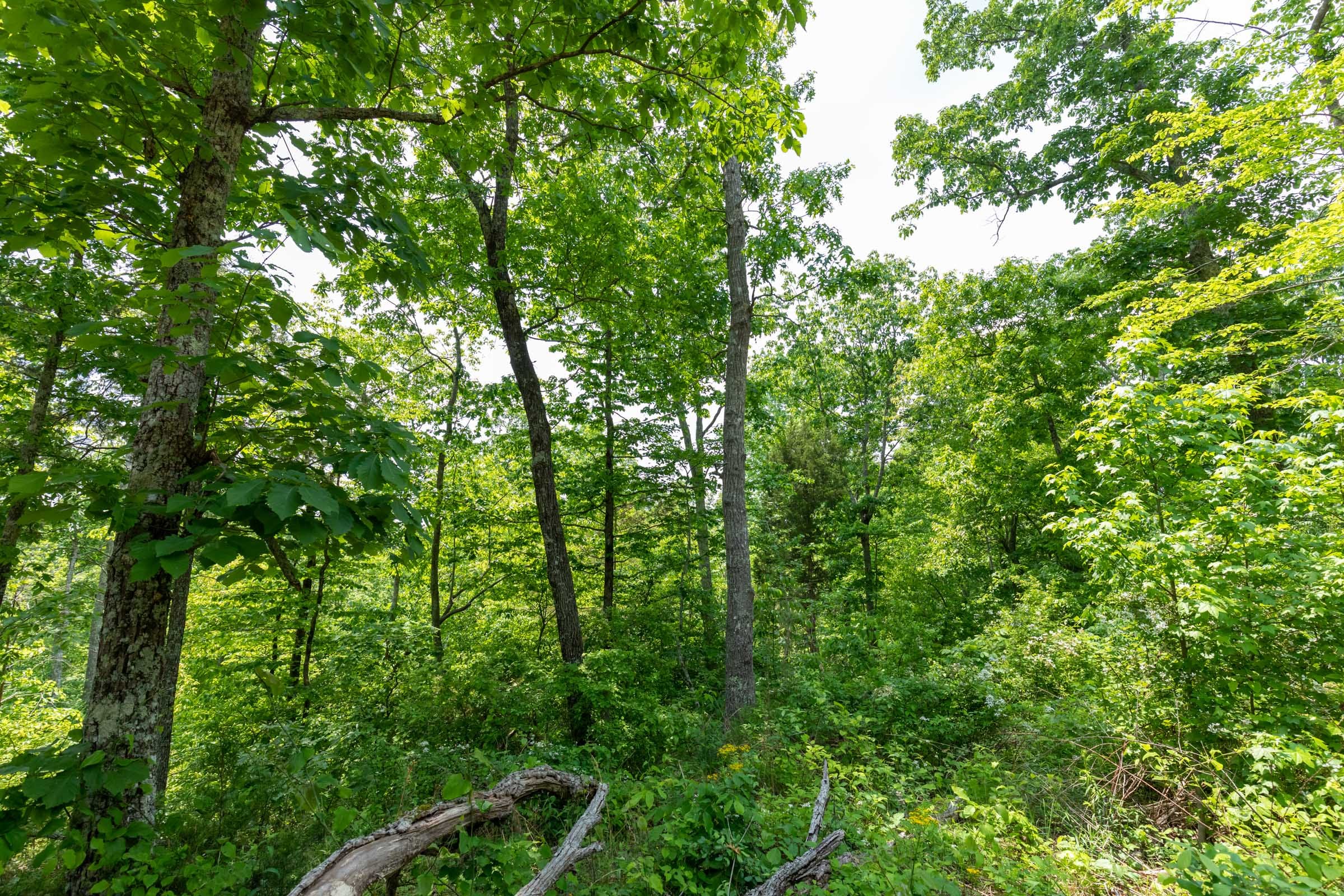 Cedar Creek Tract 17 photo 10