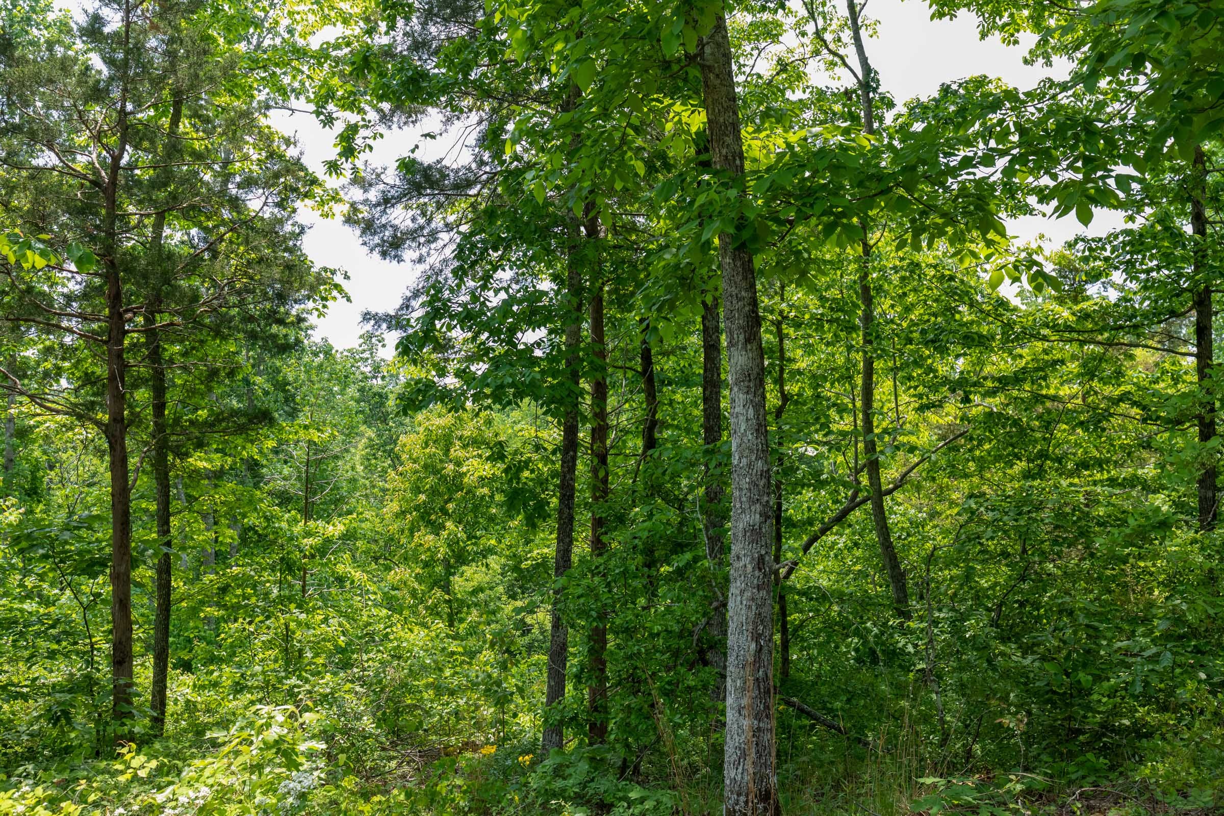 Cedar Creek Tract 17 photo 11