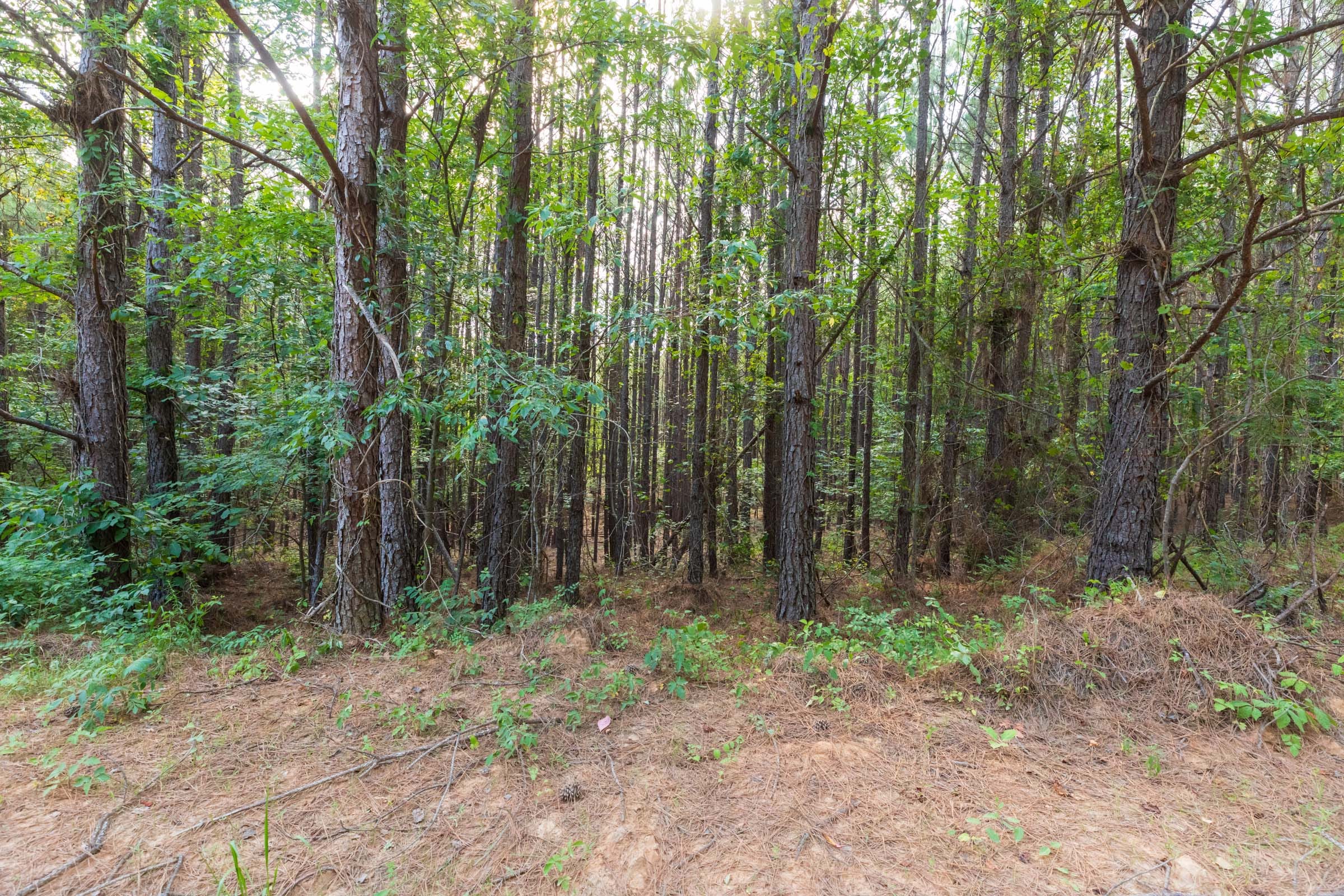 Whiskey Ridge Tract 74 photo 3