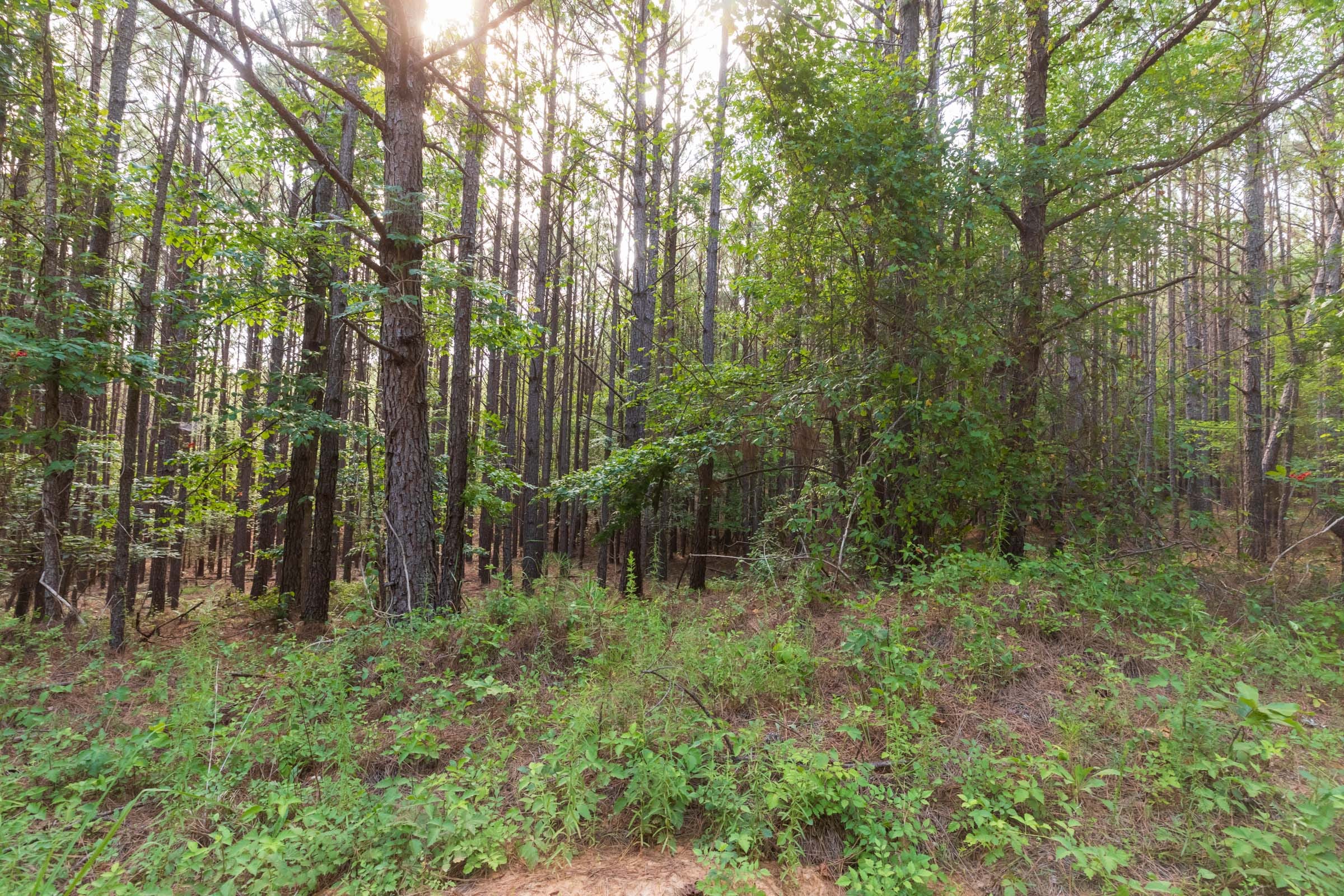 Whiskey Ridge Tract 74 photo 4