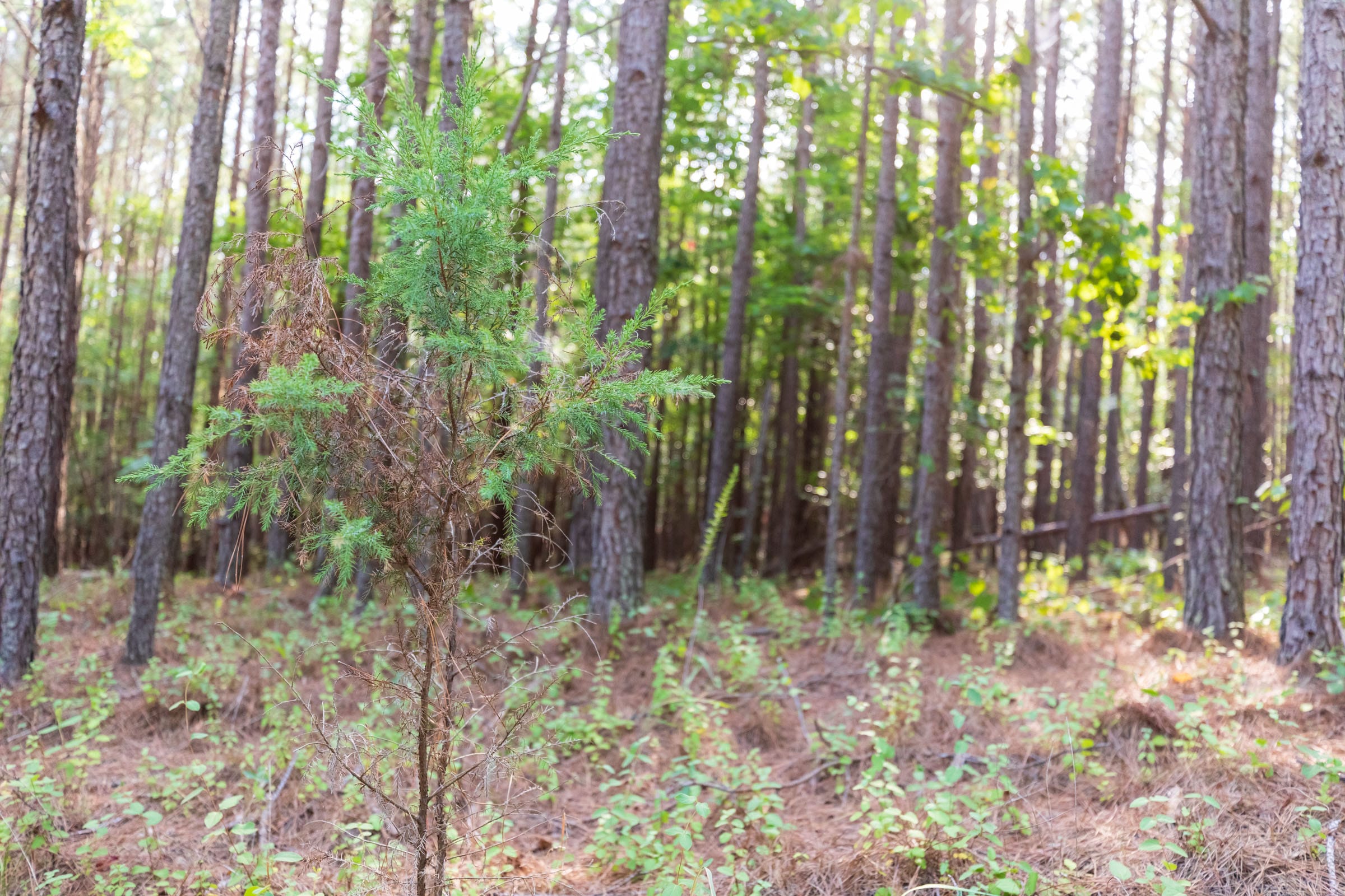 Whiskey Ridge Tract 74 photo 6