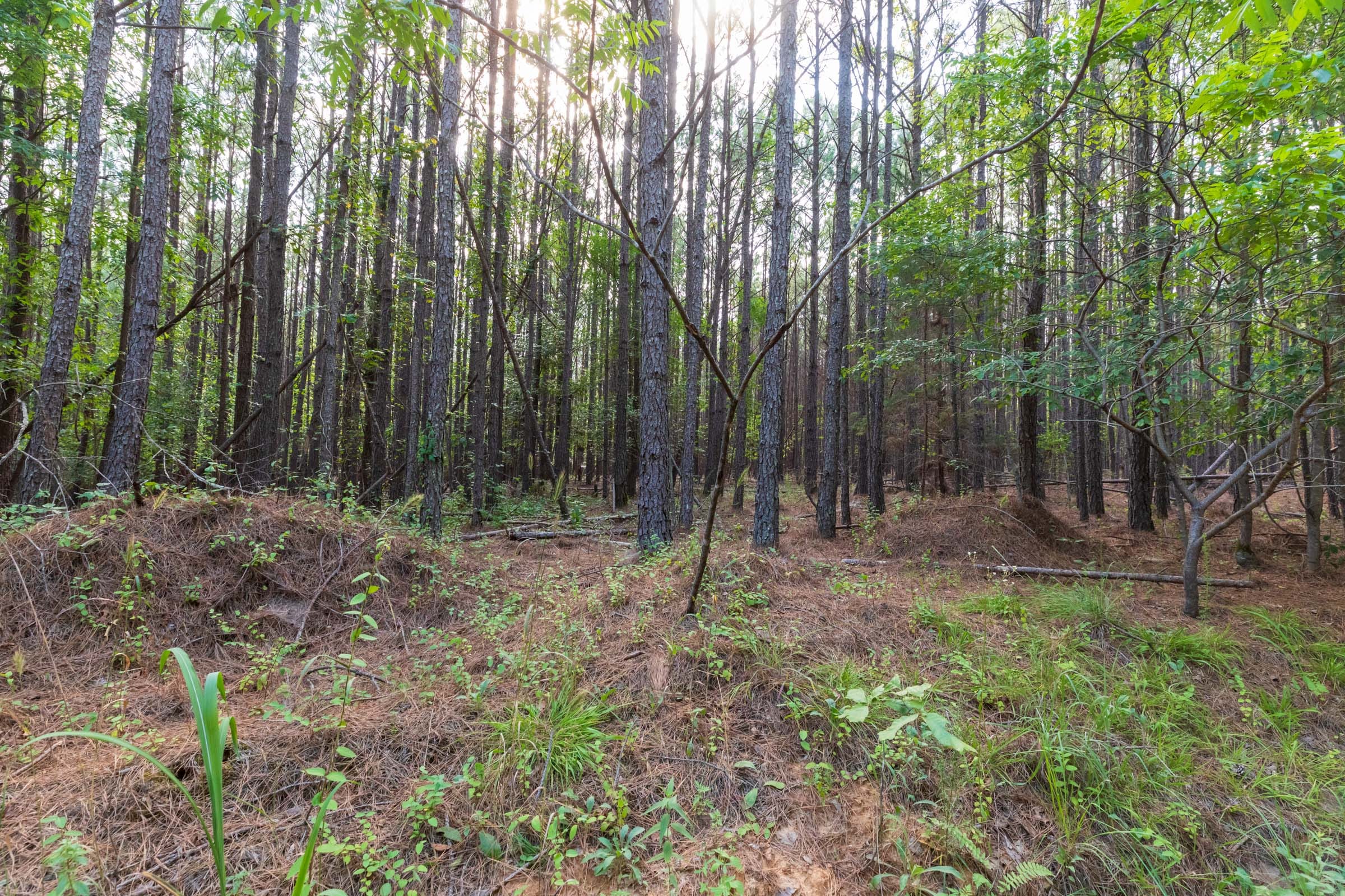 Whiskey Ridge Tract 74 photo 7