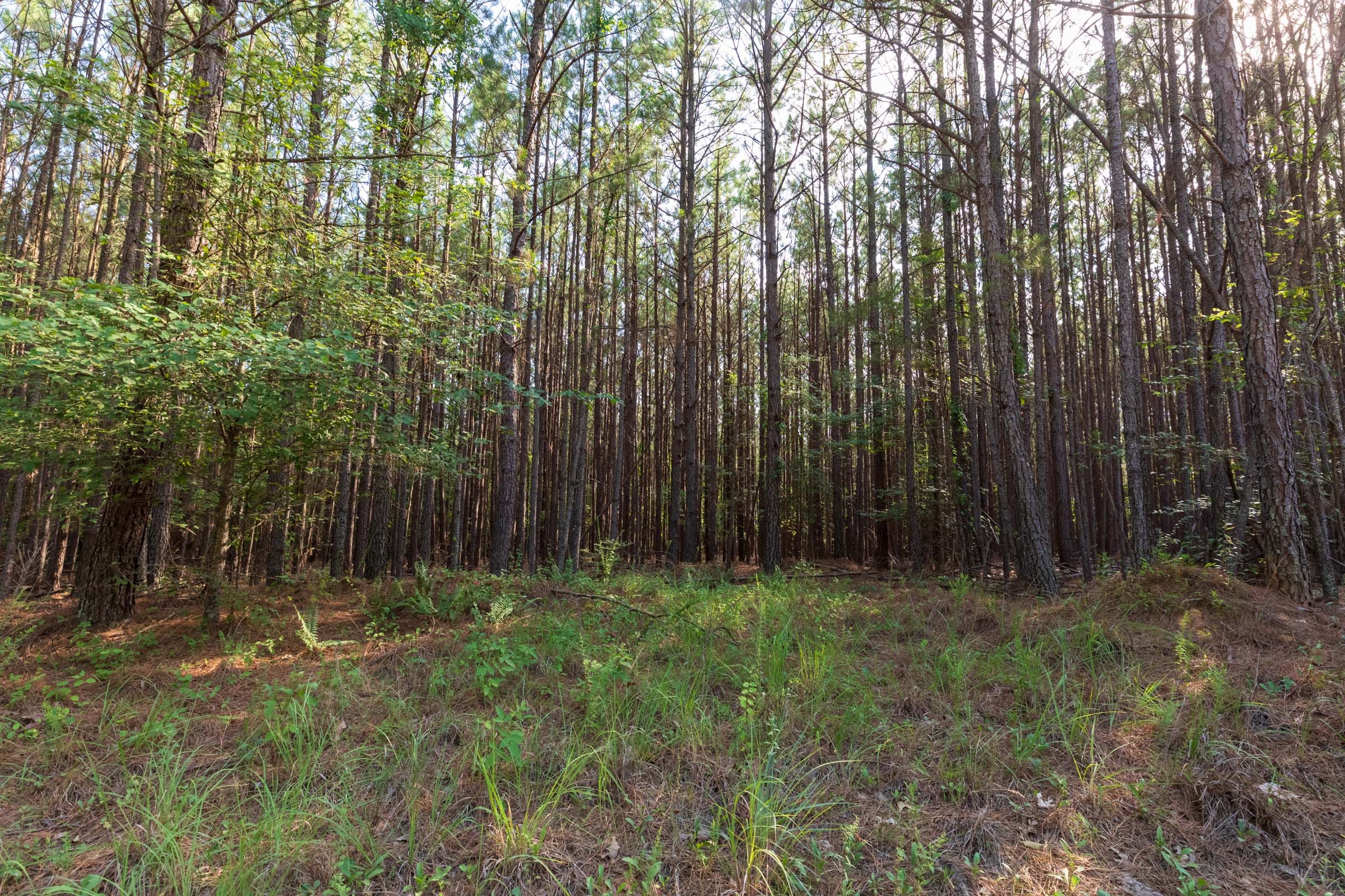 Whiskey Ridge Tract 74 photo 8
