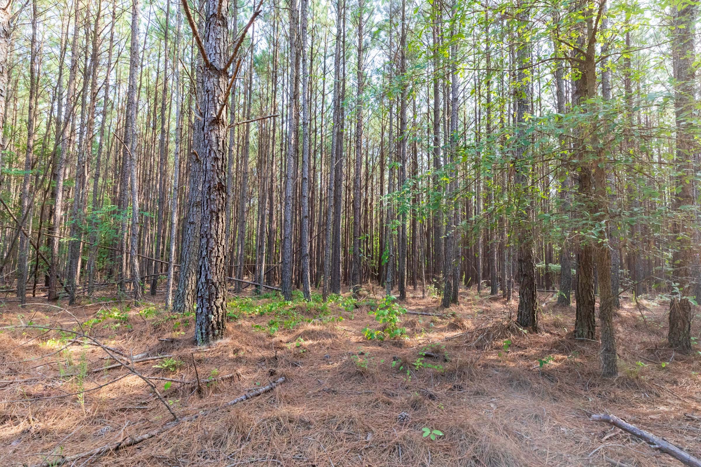 Whiskey Ridge Tract 74 photo 1