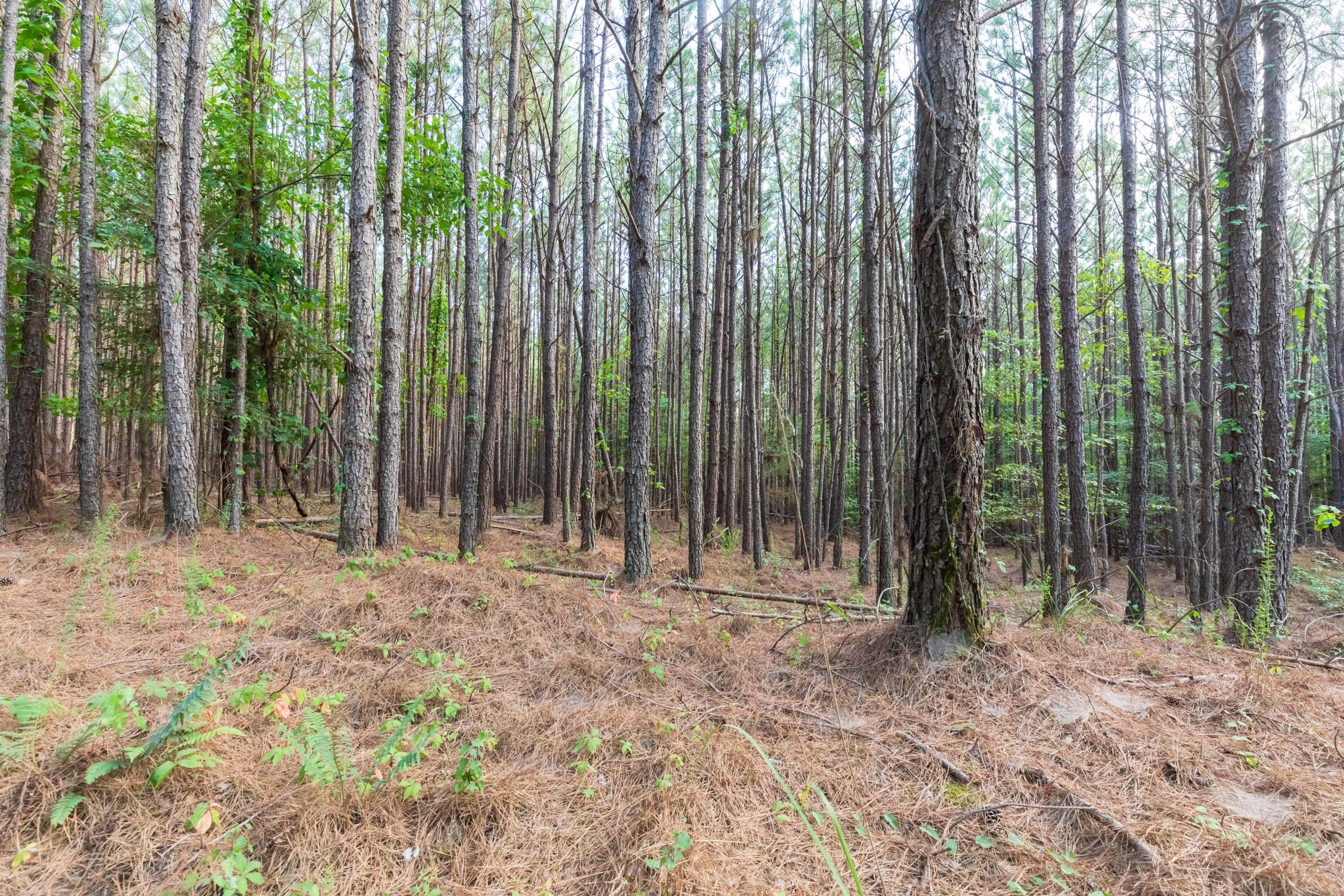 Whiskey Ridge Tract 74 photo 5