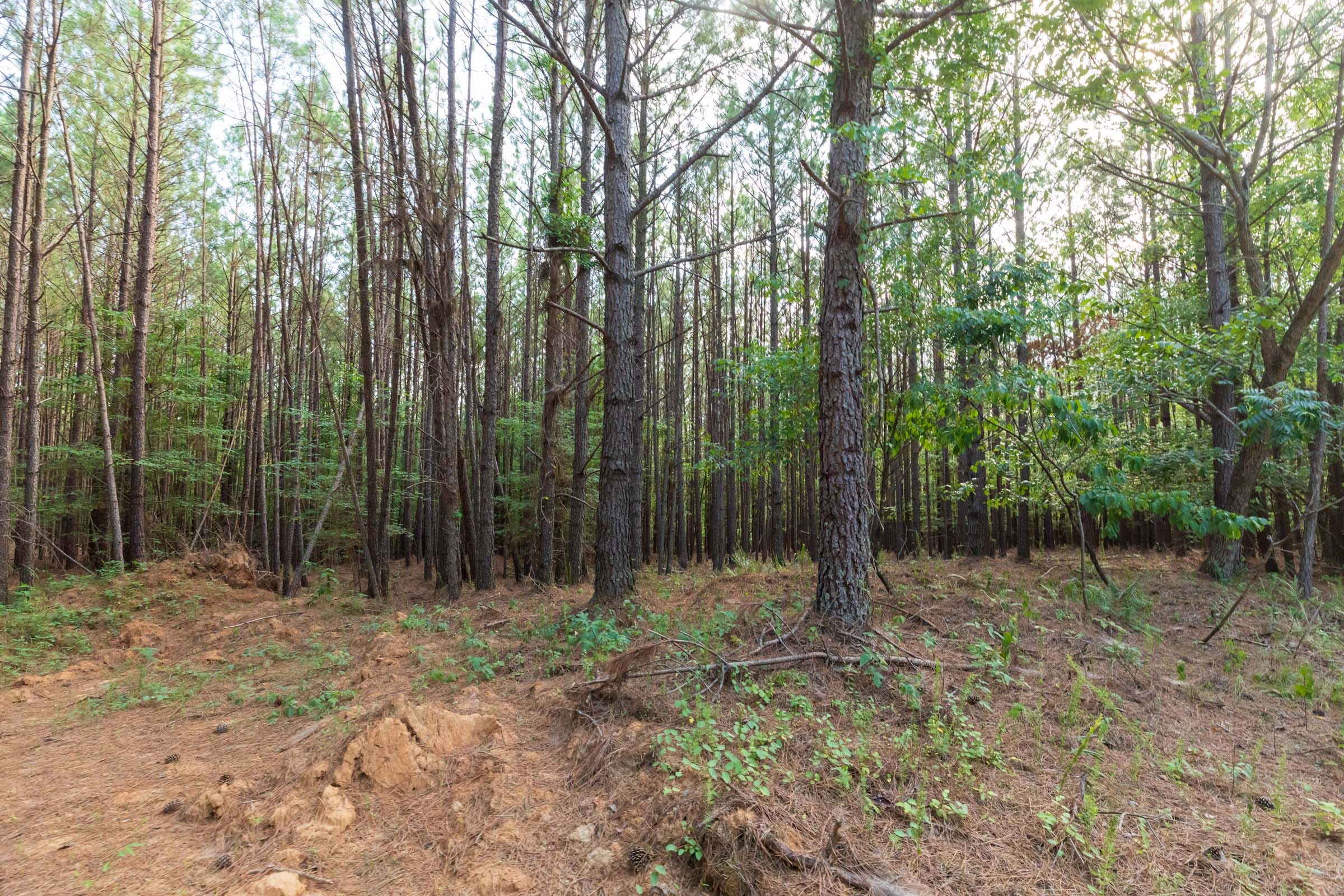 Whiskey Ridge Tract 74 photo 12