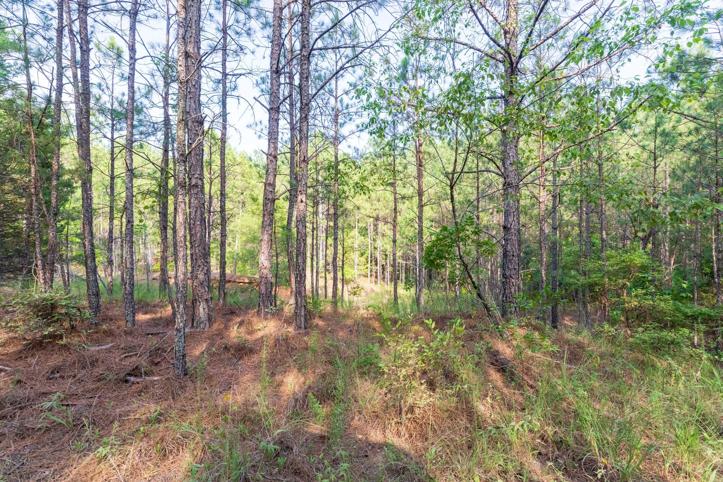 Whiskey Ridge Tract 74 photo 9