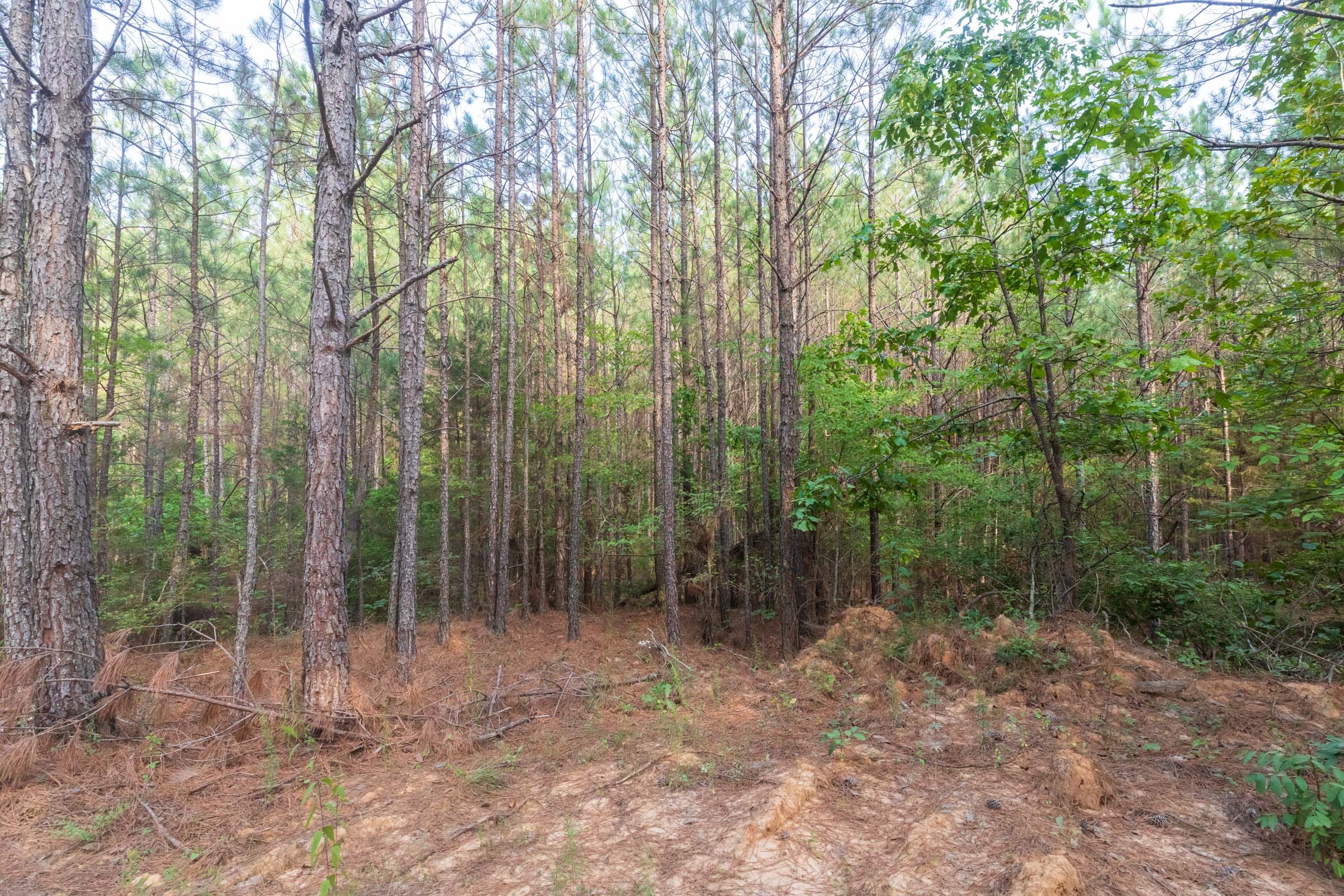 Whiskey Ridge Tract 74 photo 14