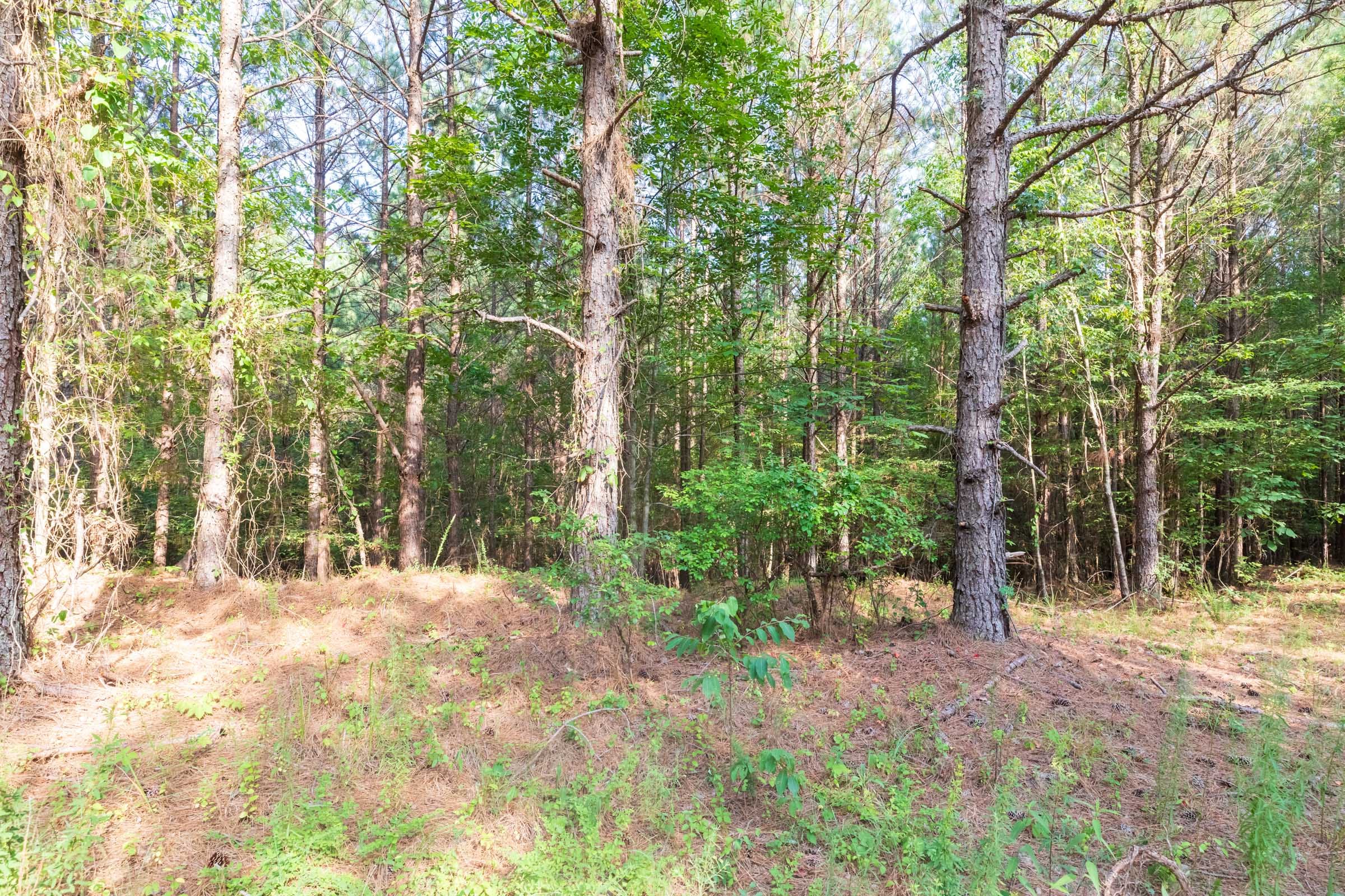 Whiskey Ridge Tract 74 photo 15