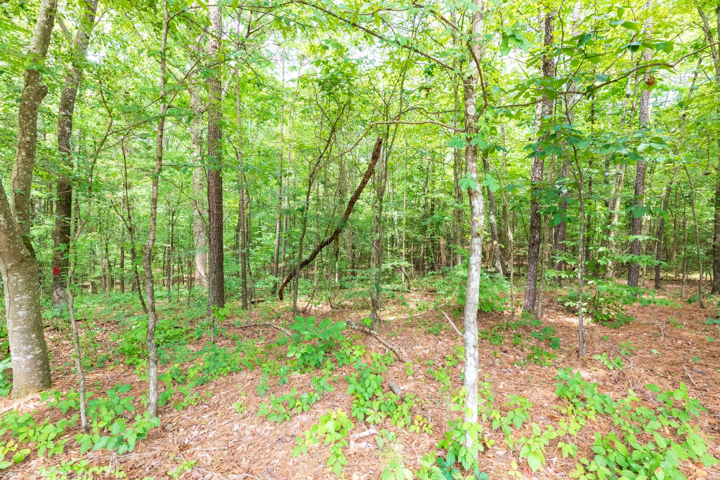 Whiskey Ridge Tract 1 photo 2