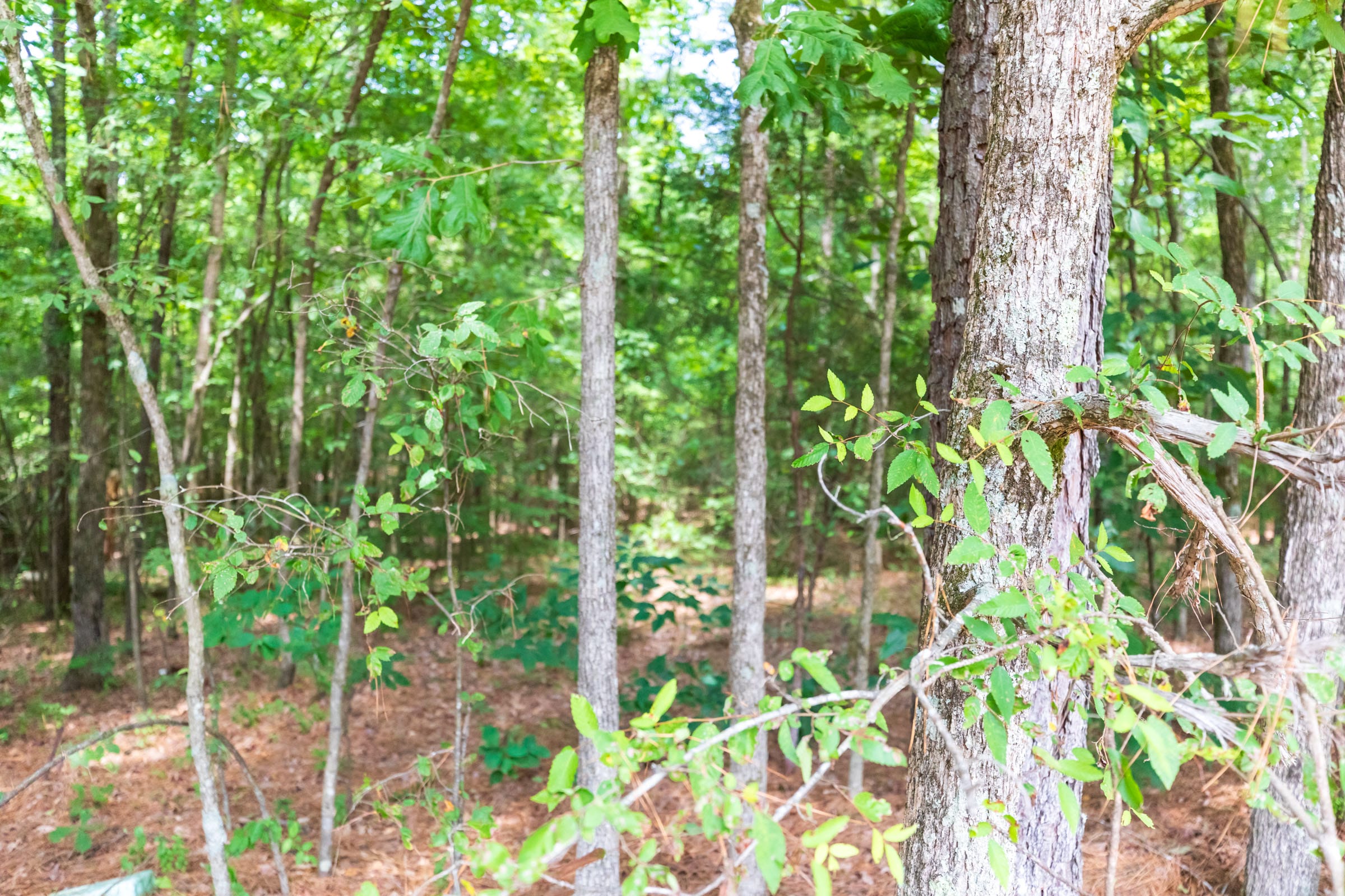 Whiskey Ridge Tract 1 photo 3
