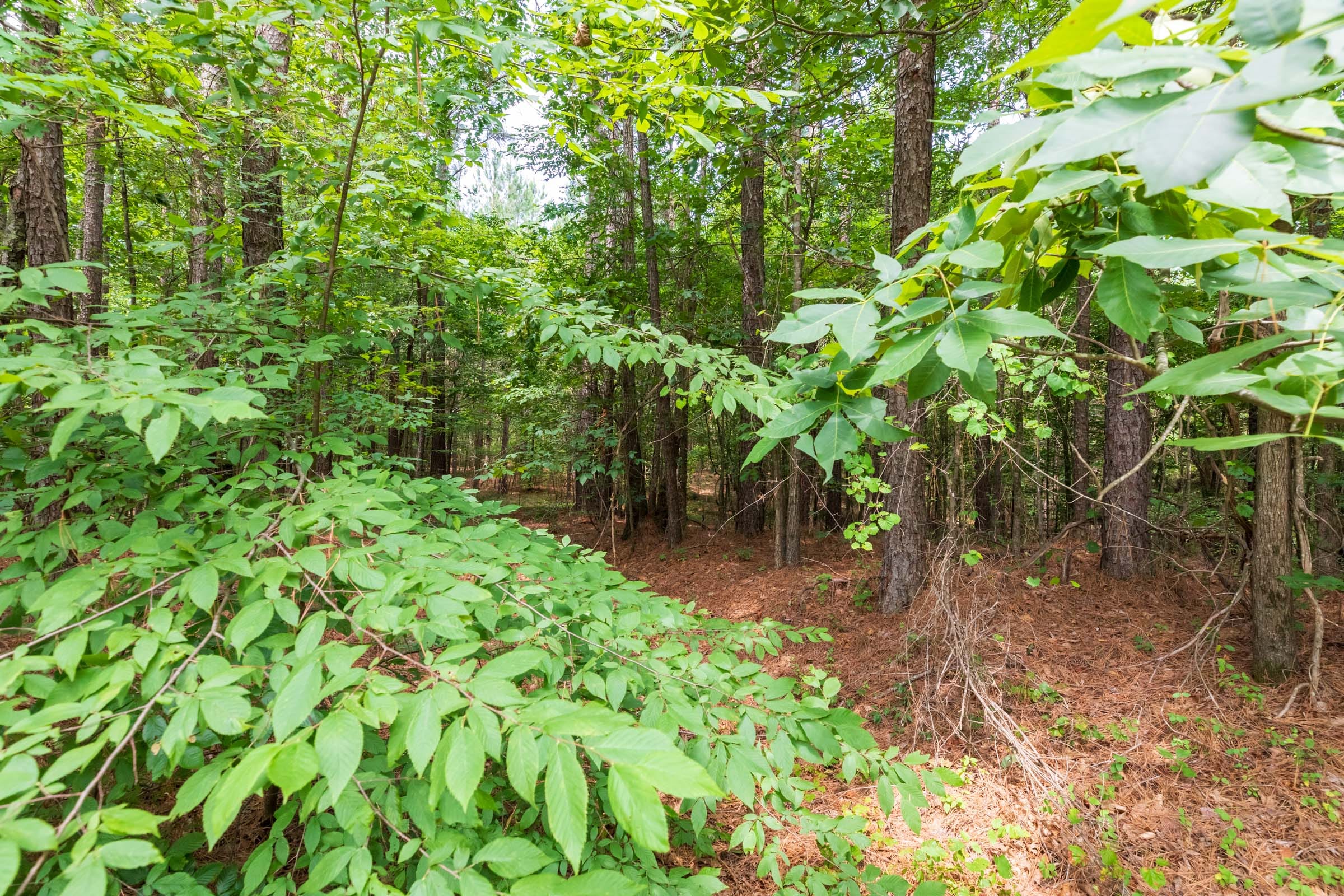 Whiskey Ridge Tract 1 photo 6