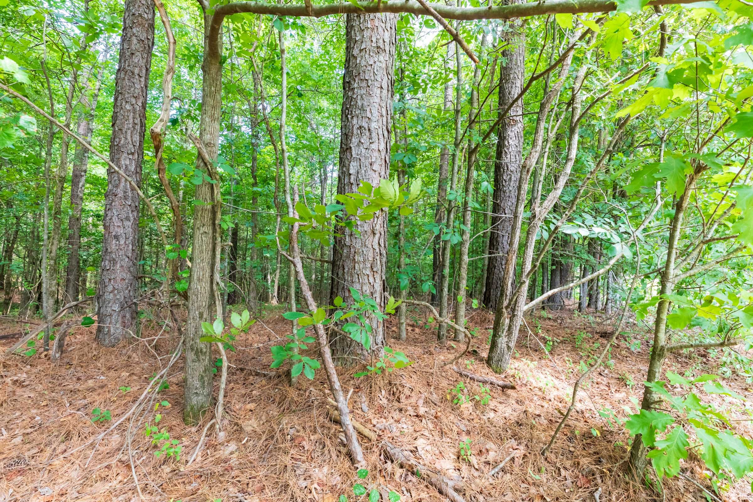 Whiskey Ridge Tract 1 photo 7