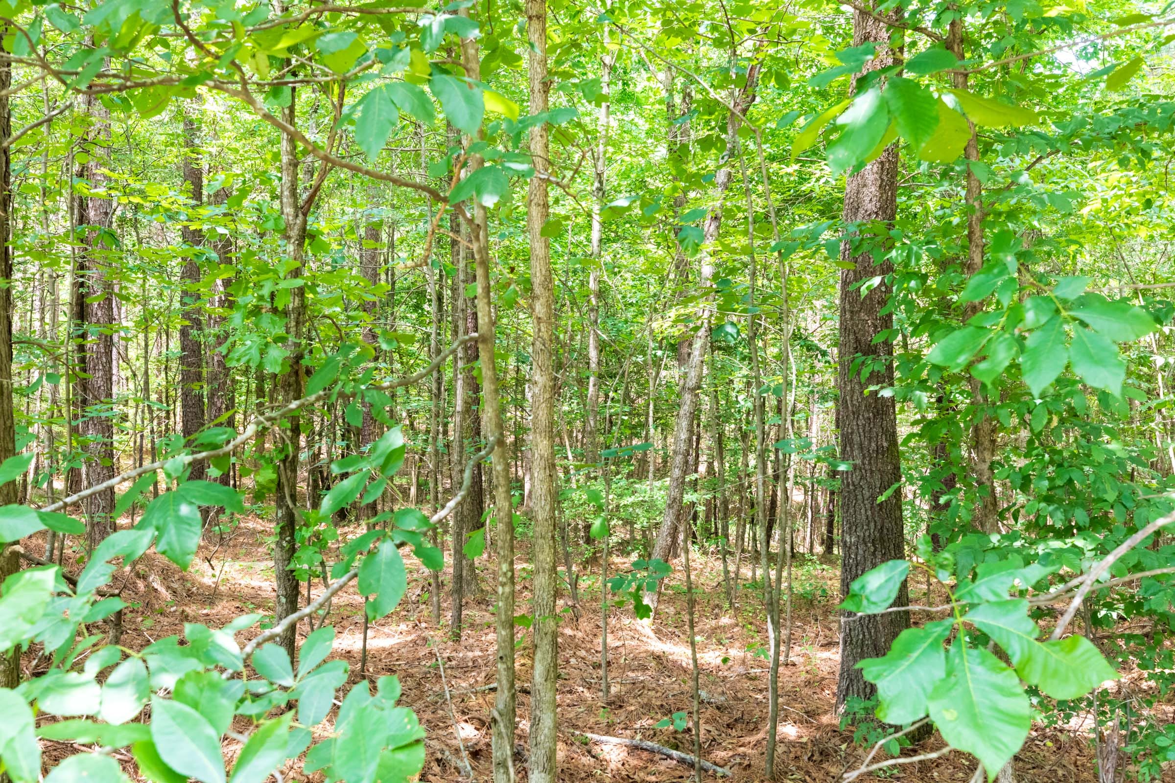 Whiskey Ridge Tract 1 photo 10
