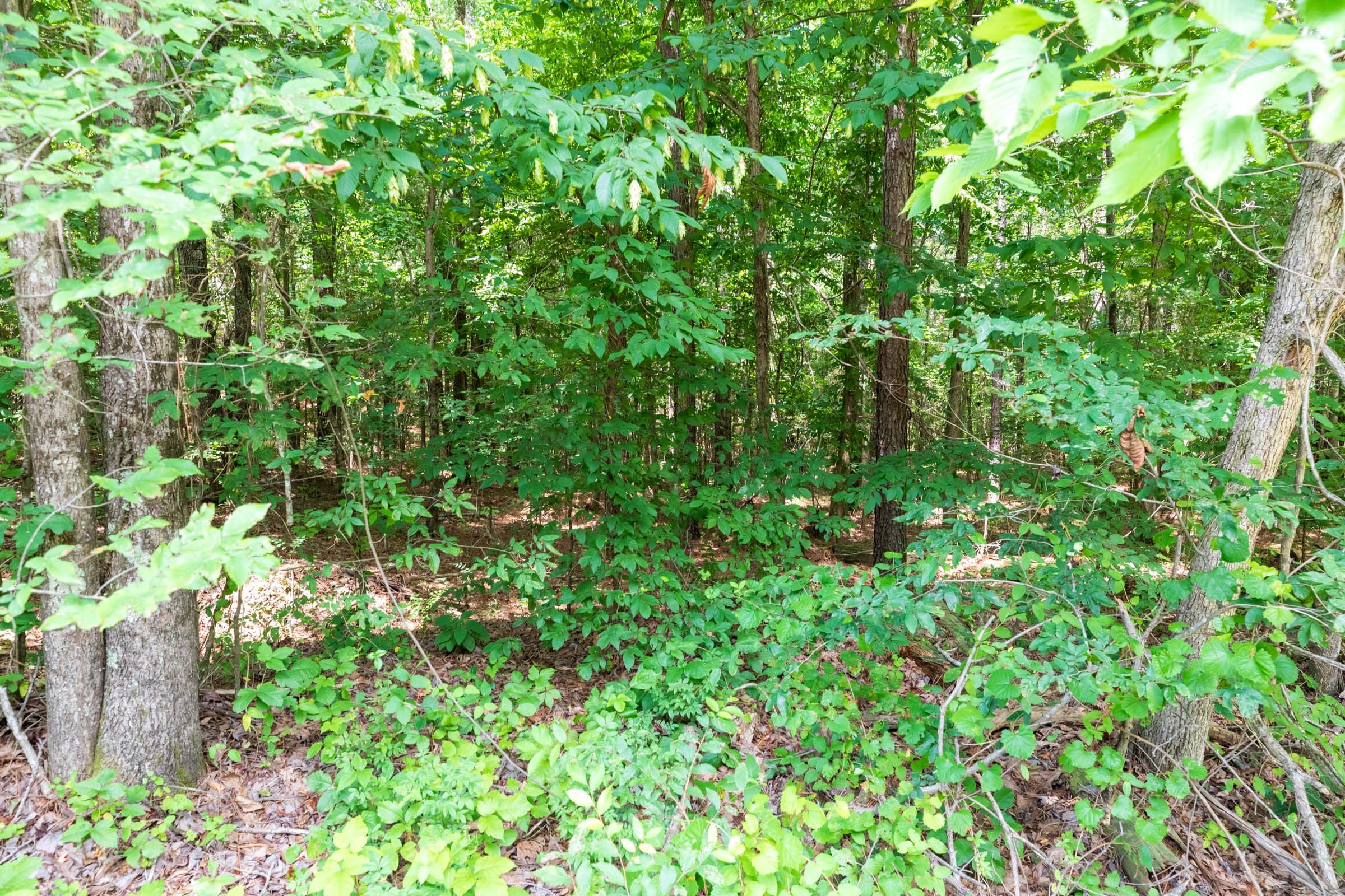 Whiskey Ridge Tract 1 photo 11