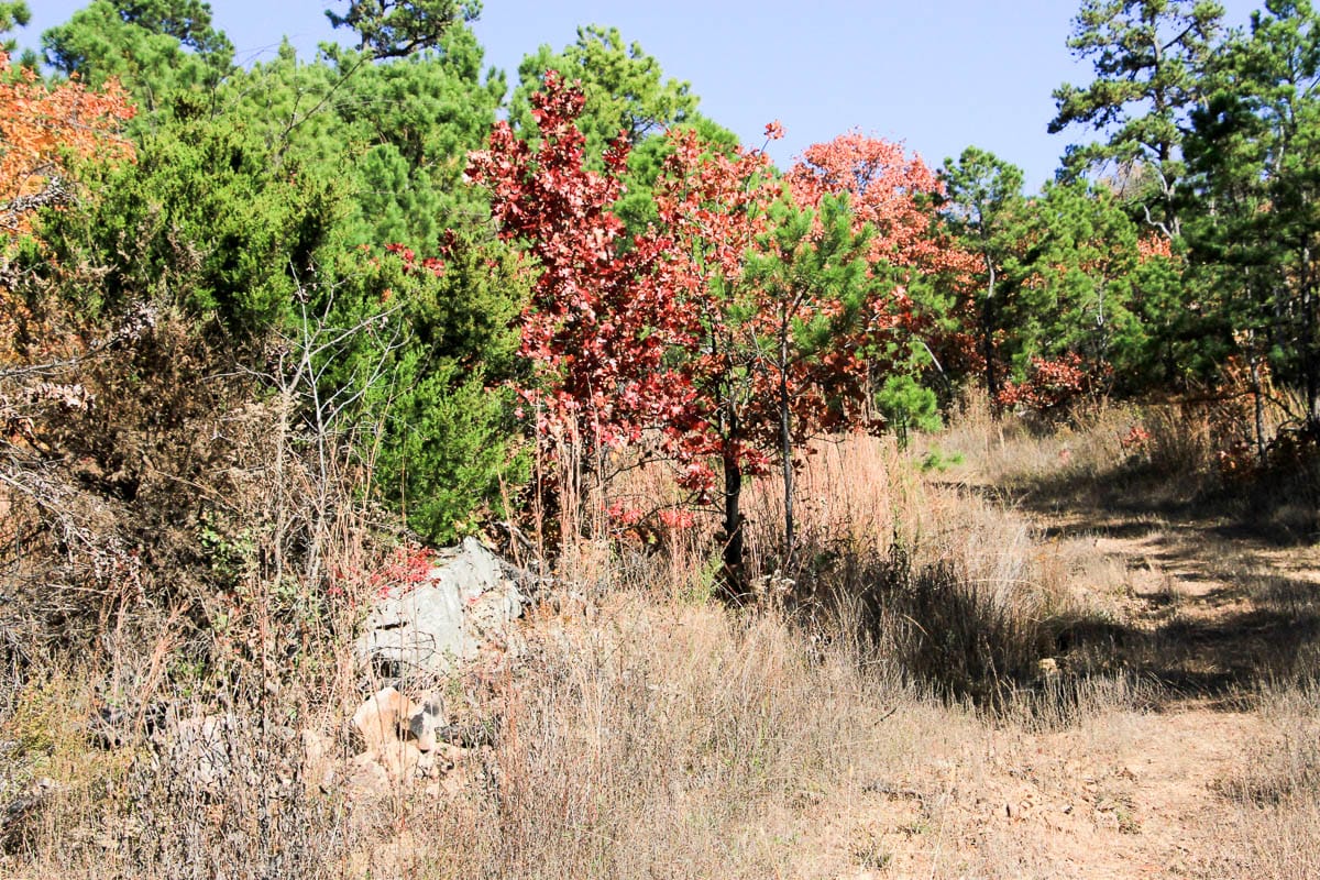 Stone Creek Phase III Tract 64 photo 6