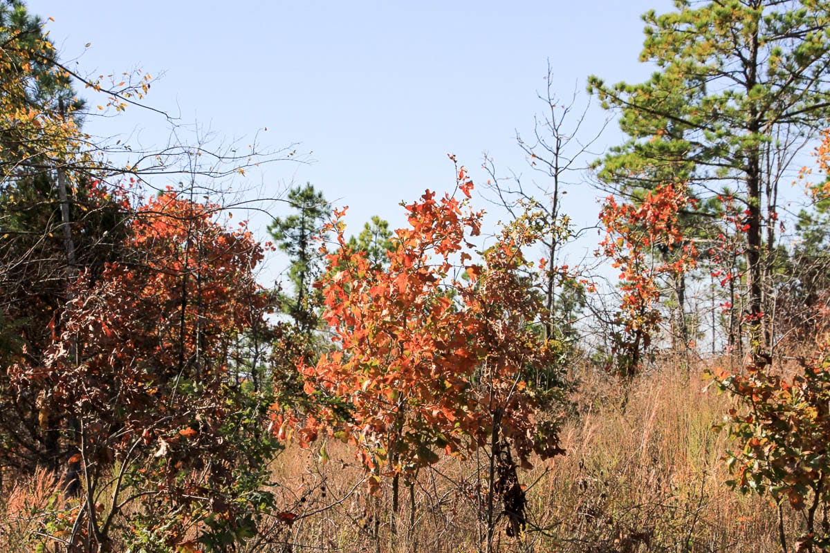 Stone Creek Phase III Tract 64 photo 12