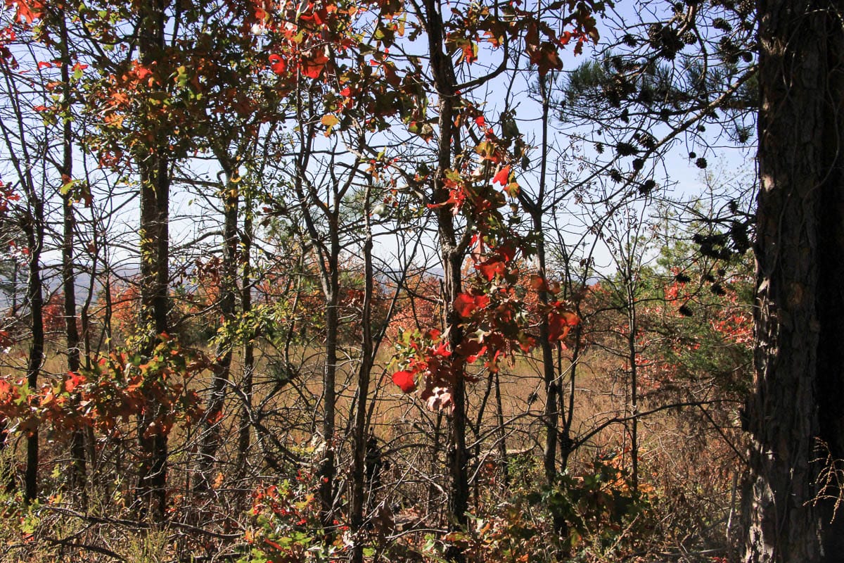 Stone Creek Phase III Tract 64 photo 14