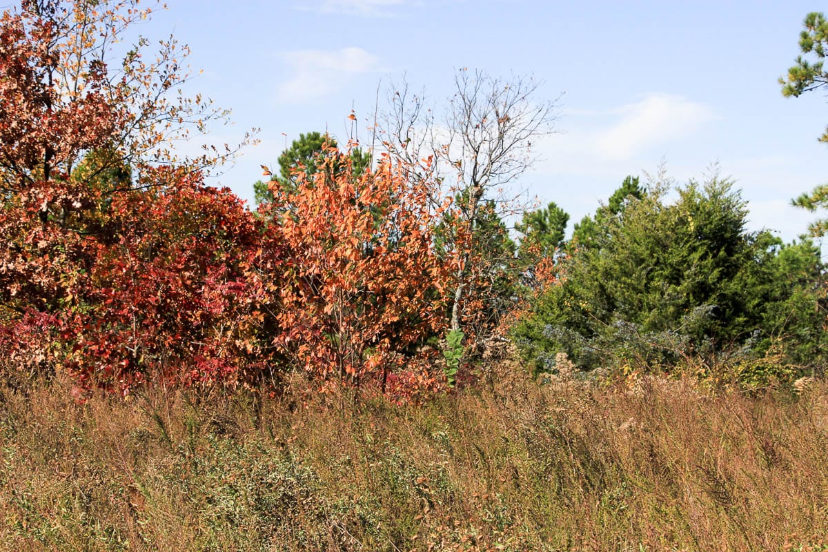 Stone Creek Phase III Tract 64 photo 15