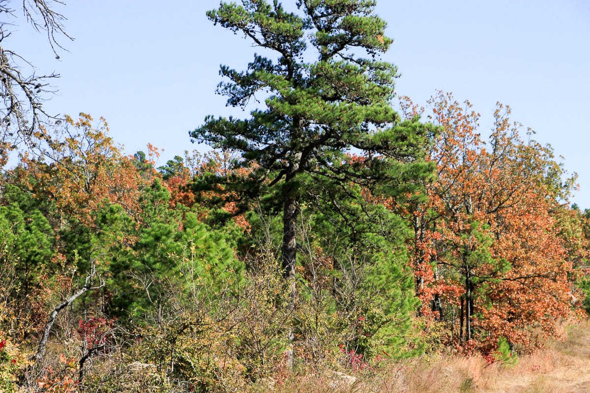 Stone Creek Phase III Tract 64 photo 16