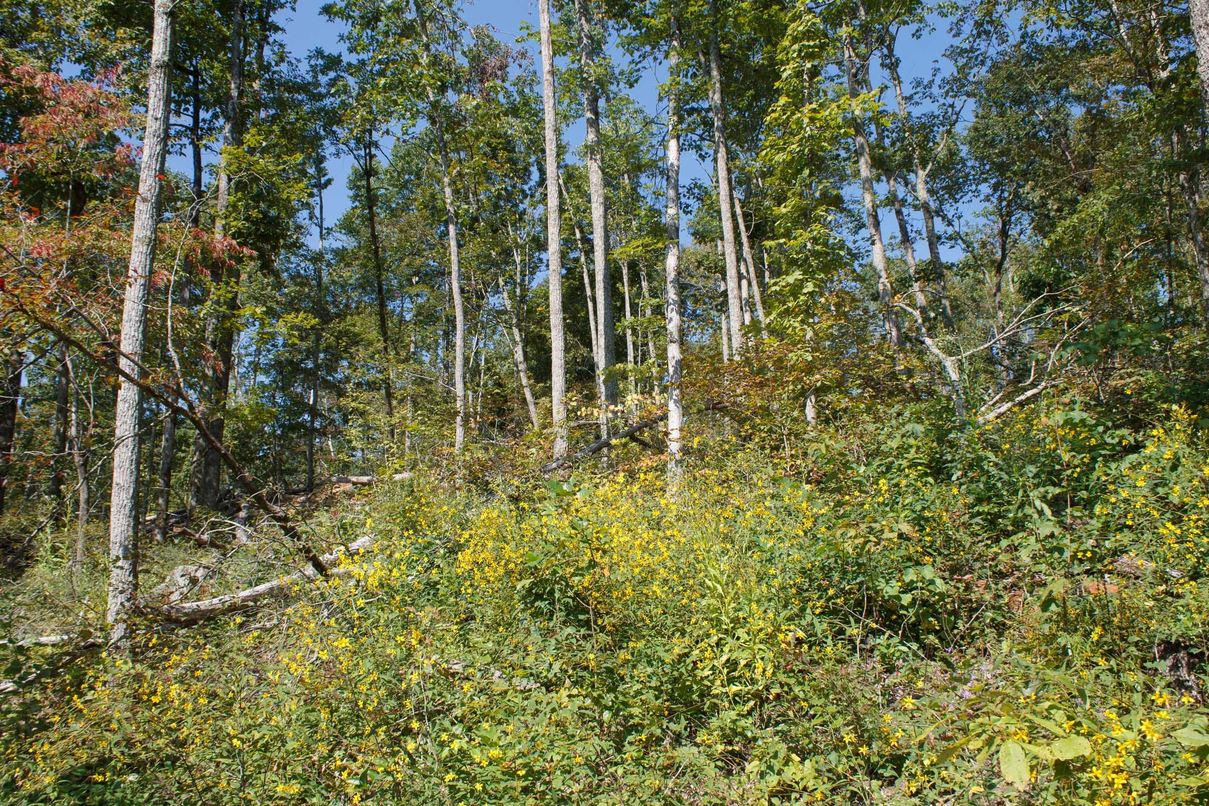 Wounded Oak Tract 21 photo 2