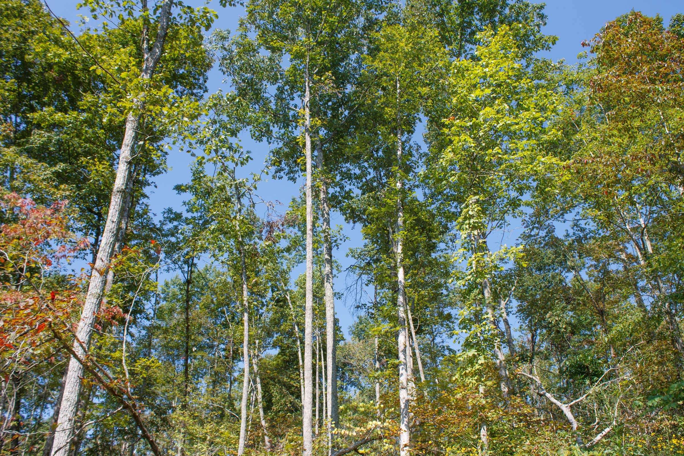 Wounded Oak Tract 21 photo 3