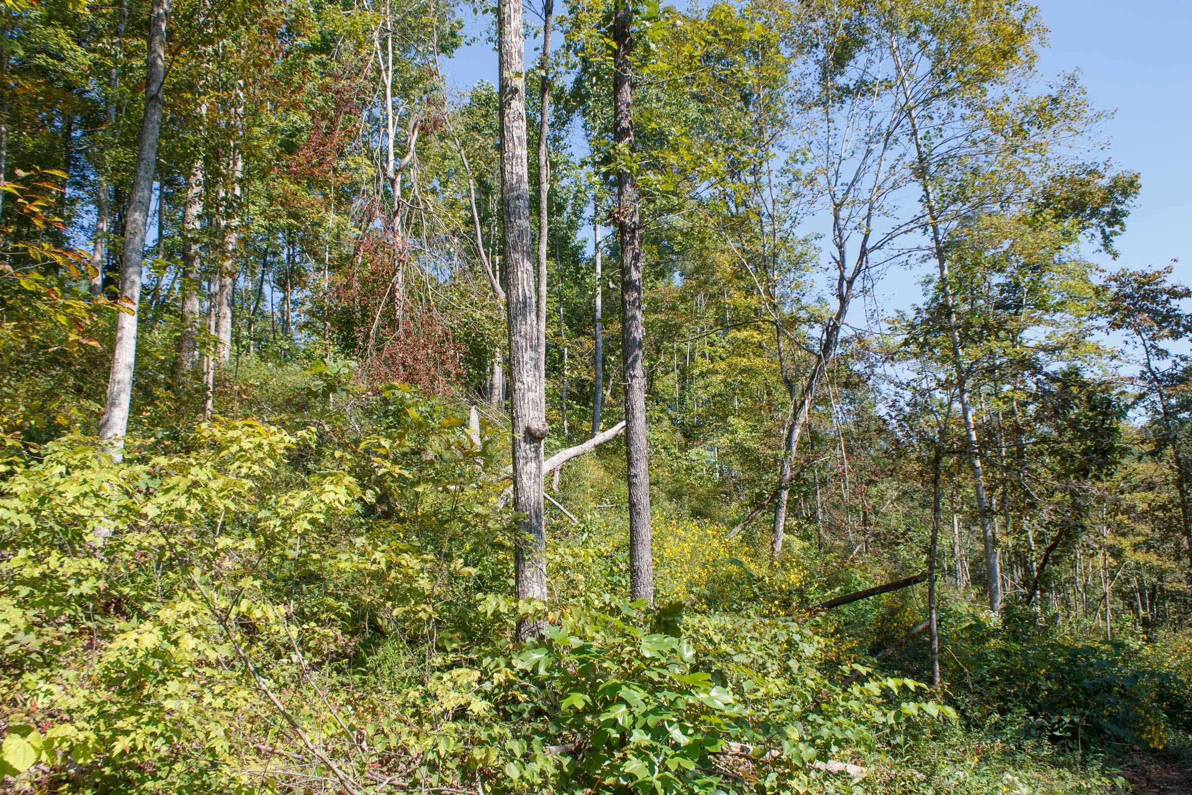 Wounded Oak Tract 21 photo 4