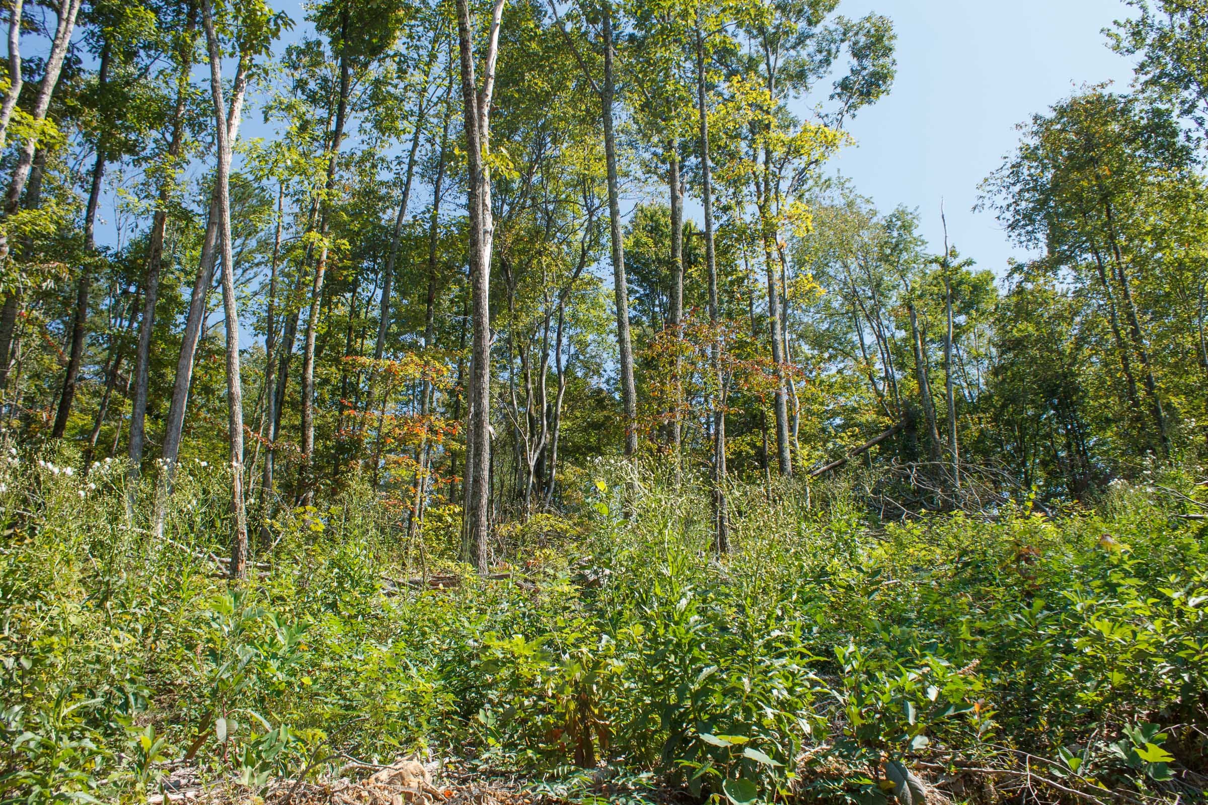 Wounded Oak Tract 21 photo 5