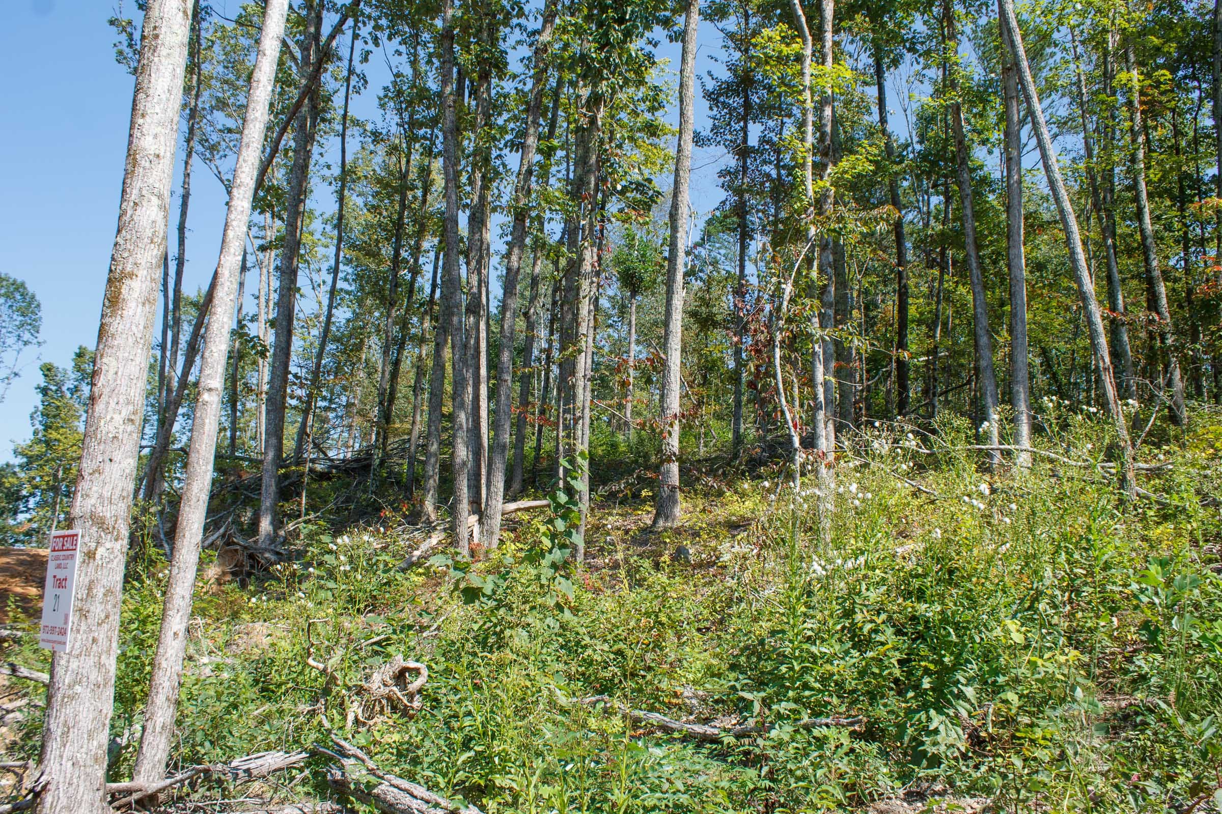 Wounded Oak Tract 21 photo 6