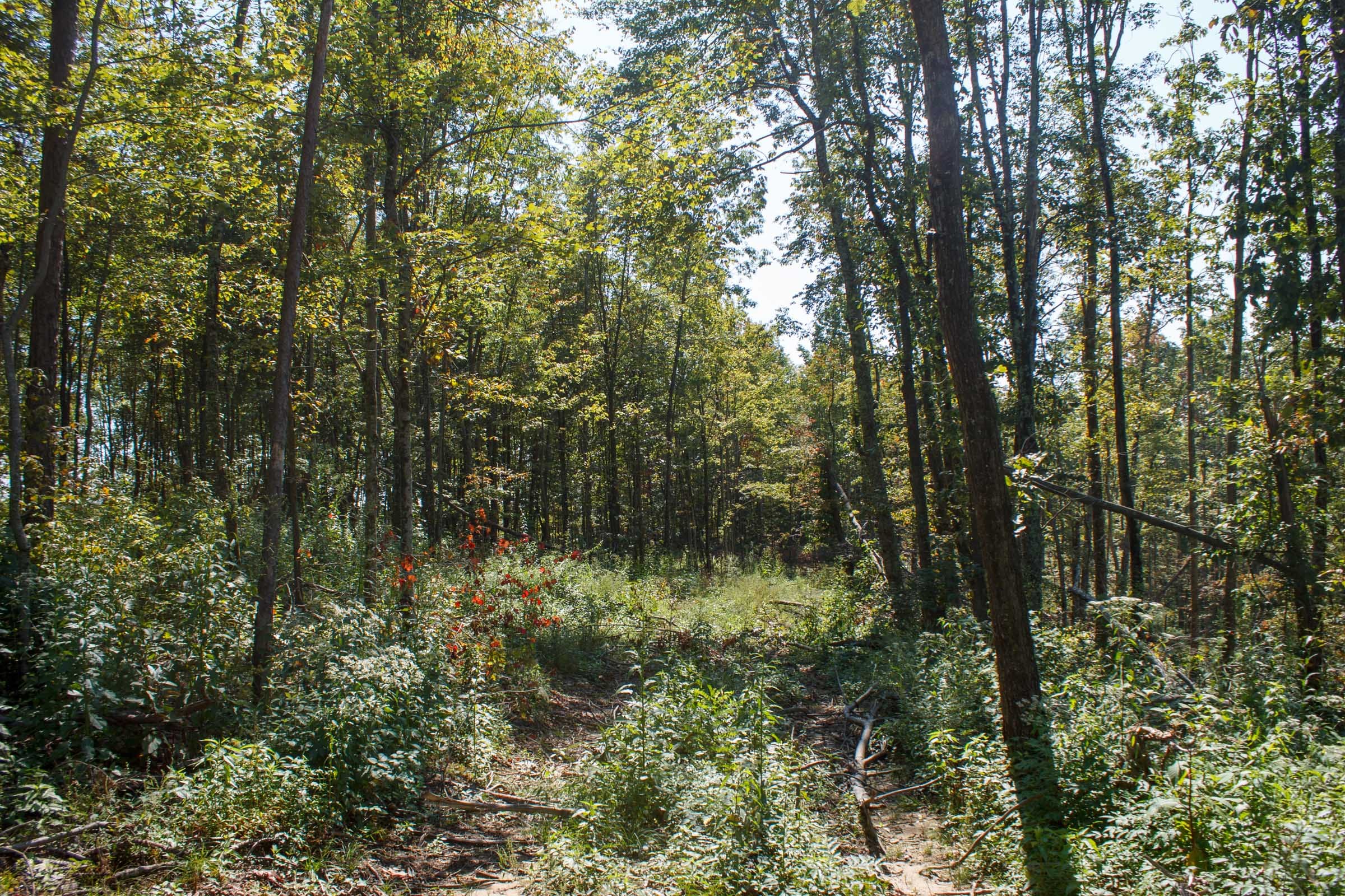 Wounded Oak Tract 21 photo 8