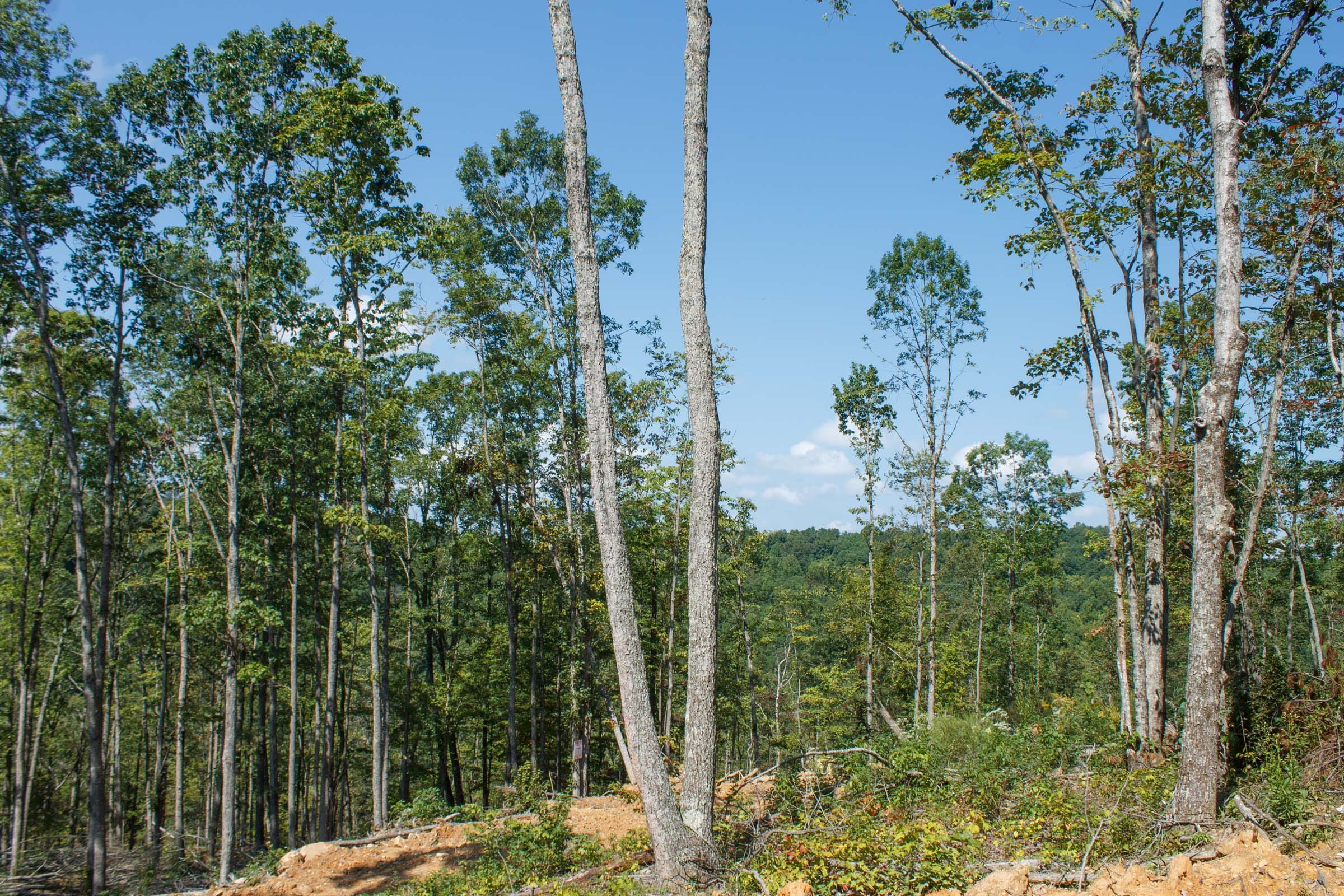Wounded Oak Tract 21 photo 9