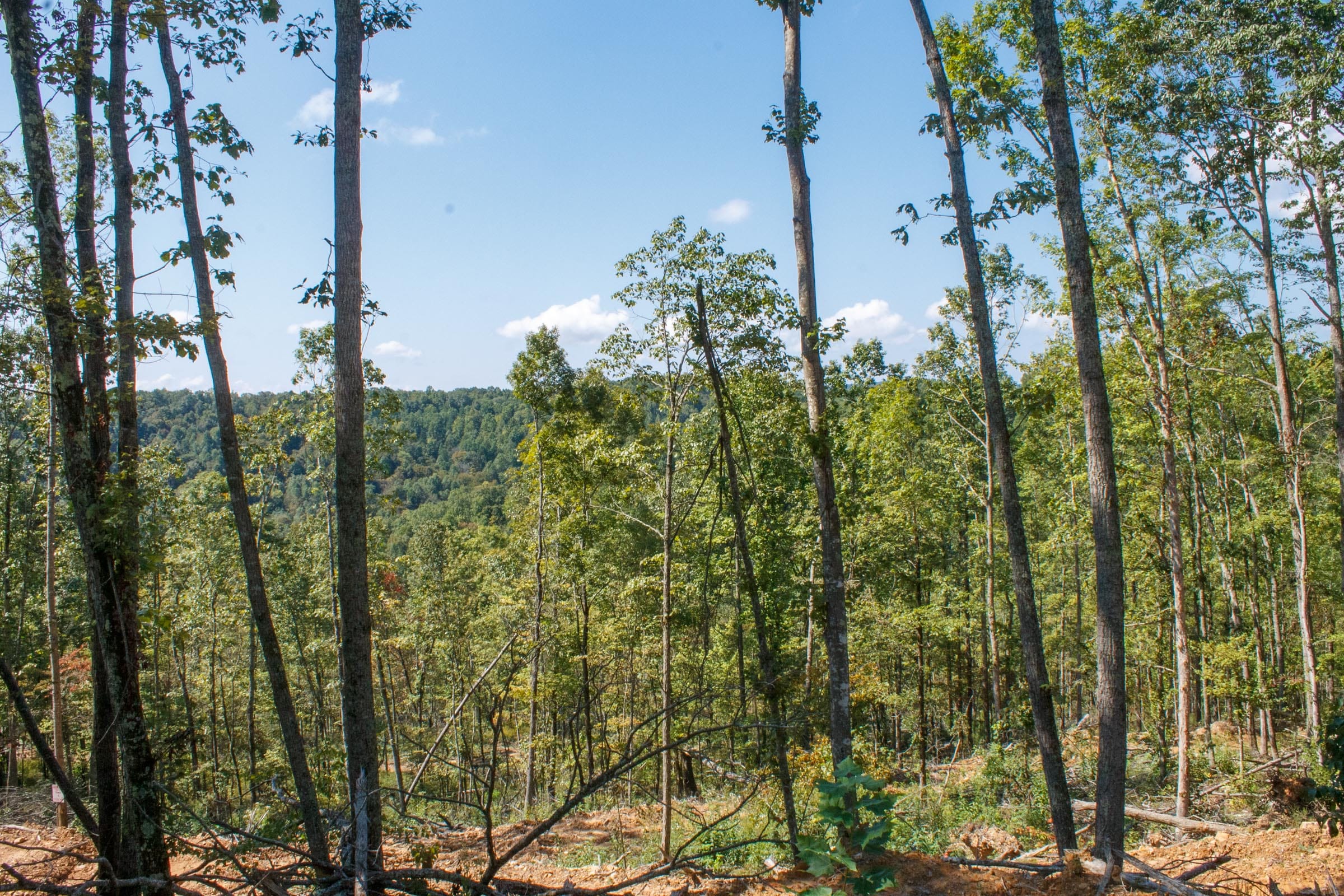 Wounded Oak Tract 21 photo 10