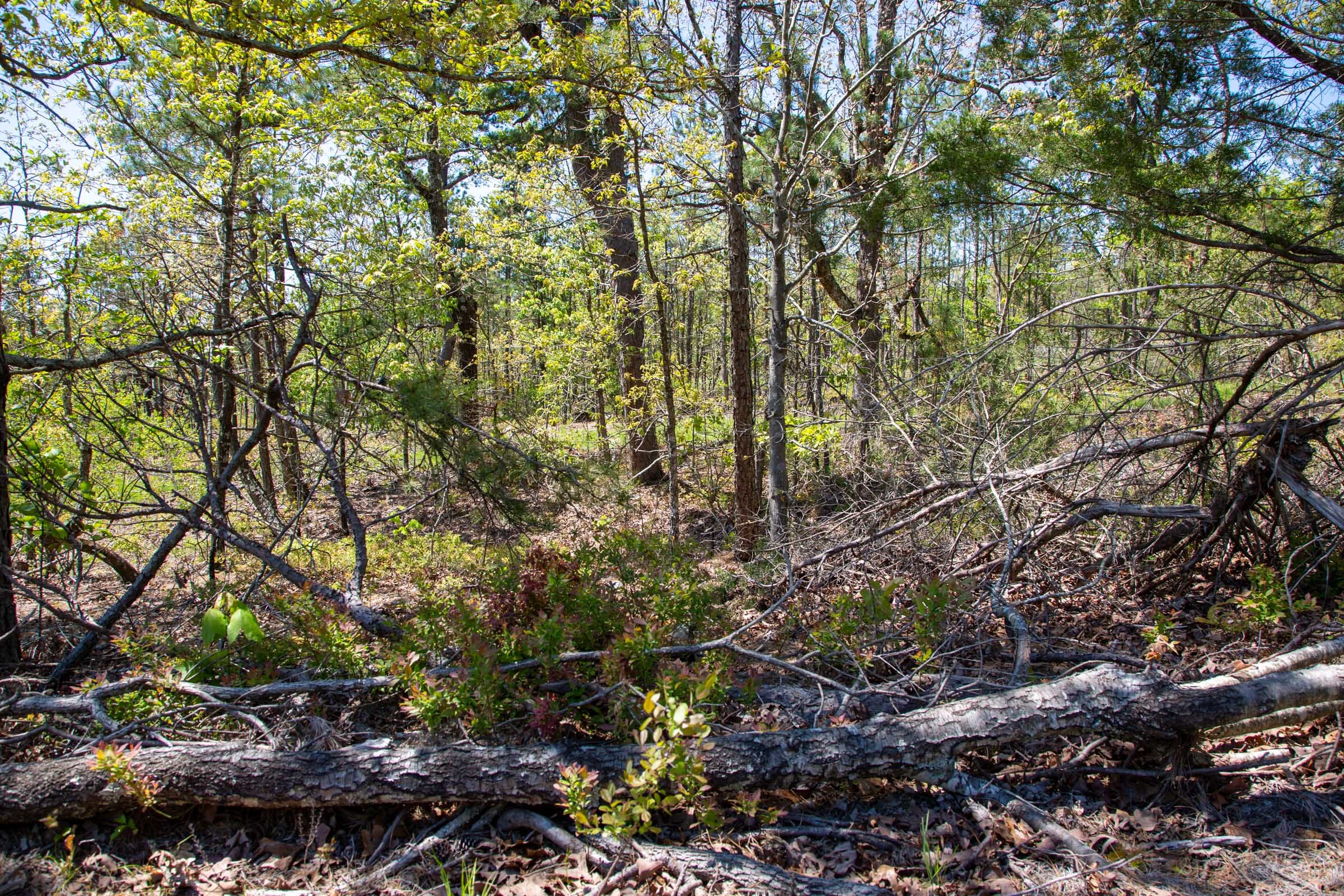 Eagle’s Nest Tract 23 photo 8