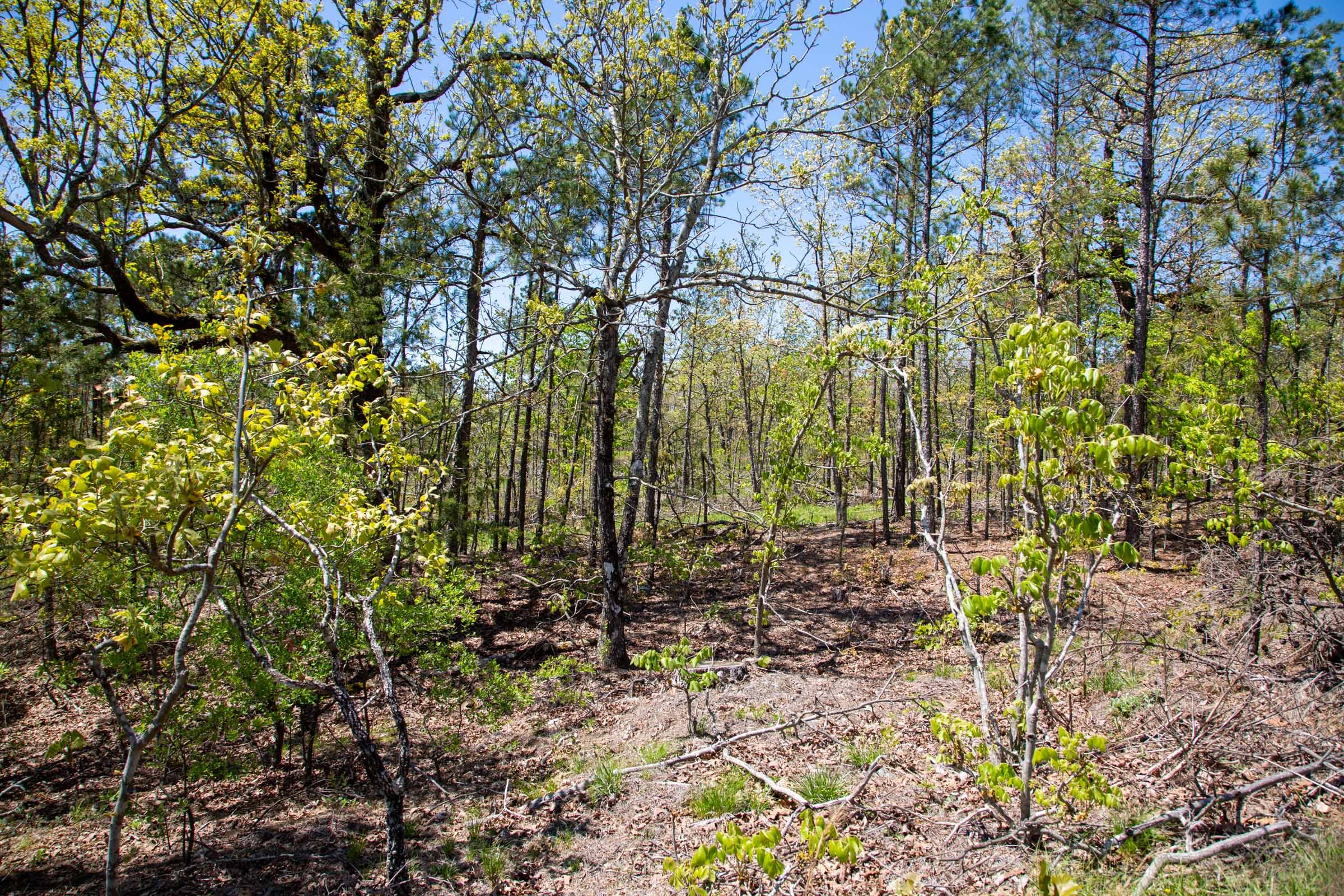 Eagle’s Nest Tract 23 photo 10